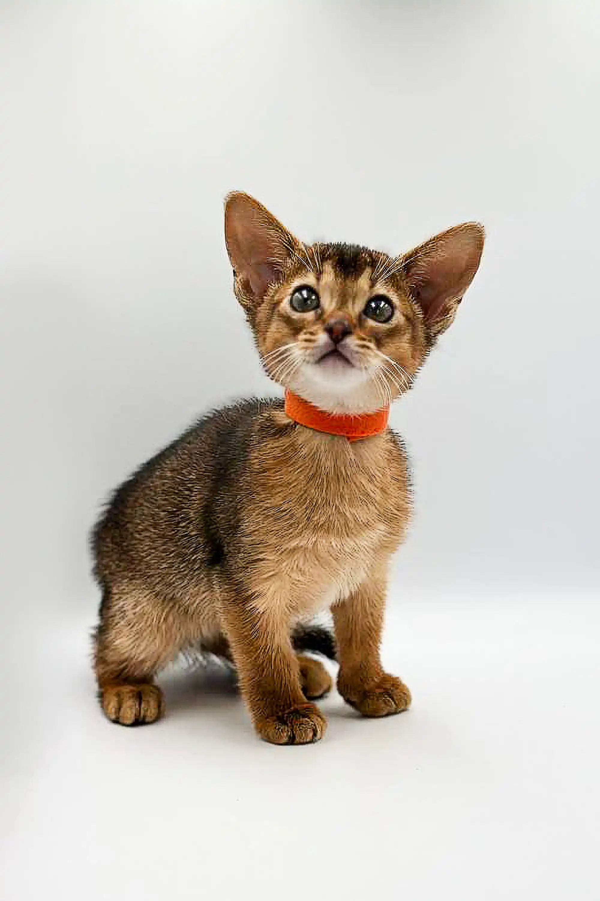 Yoga | Abyssinian Kitten - Image 6