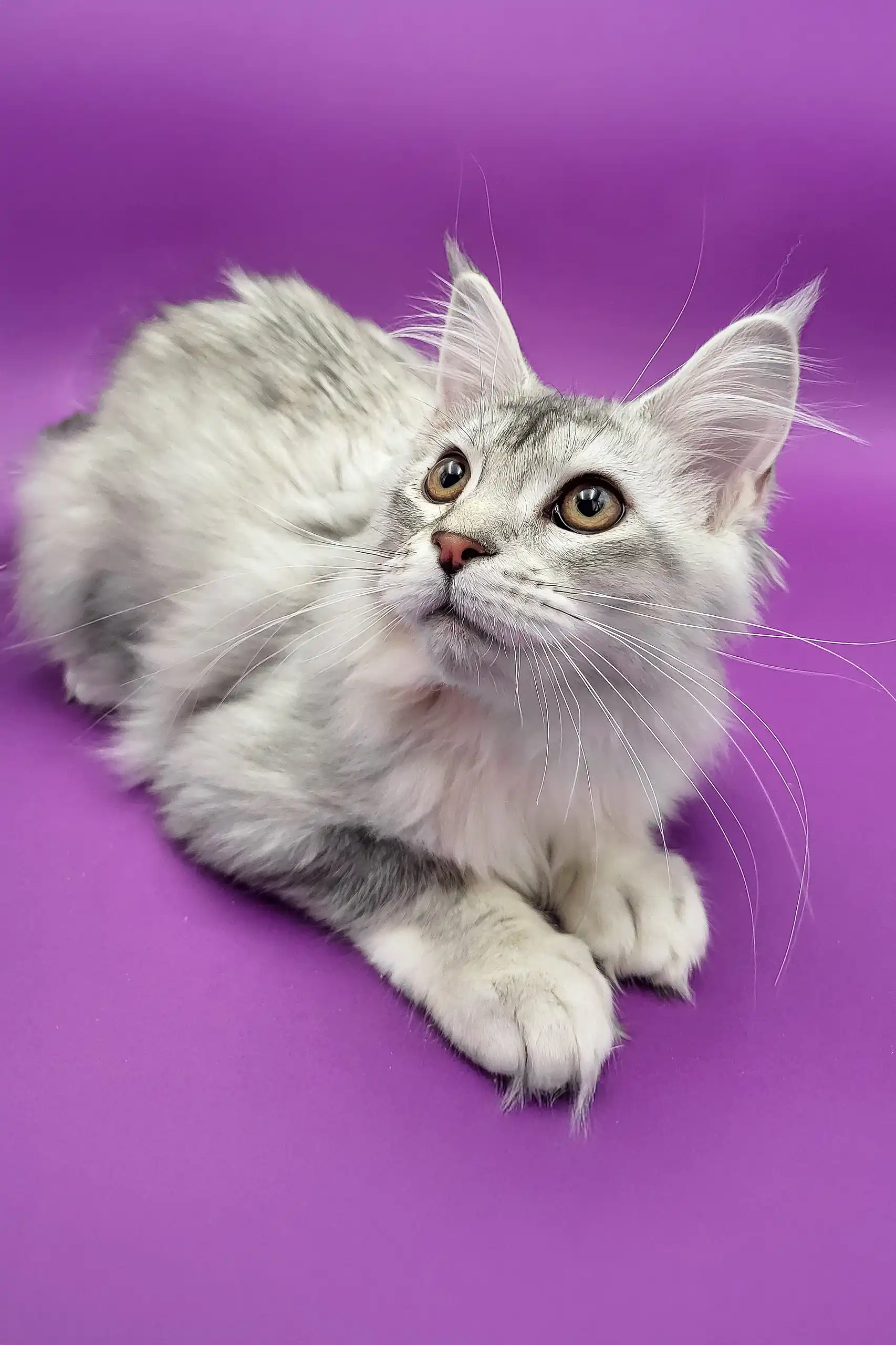Yoko | Maine Coon Kitten - Image 2