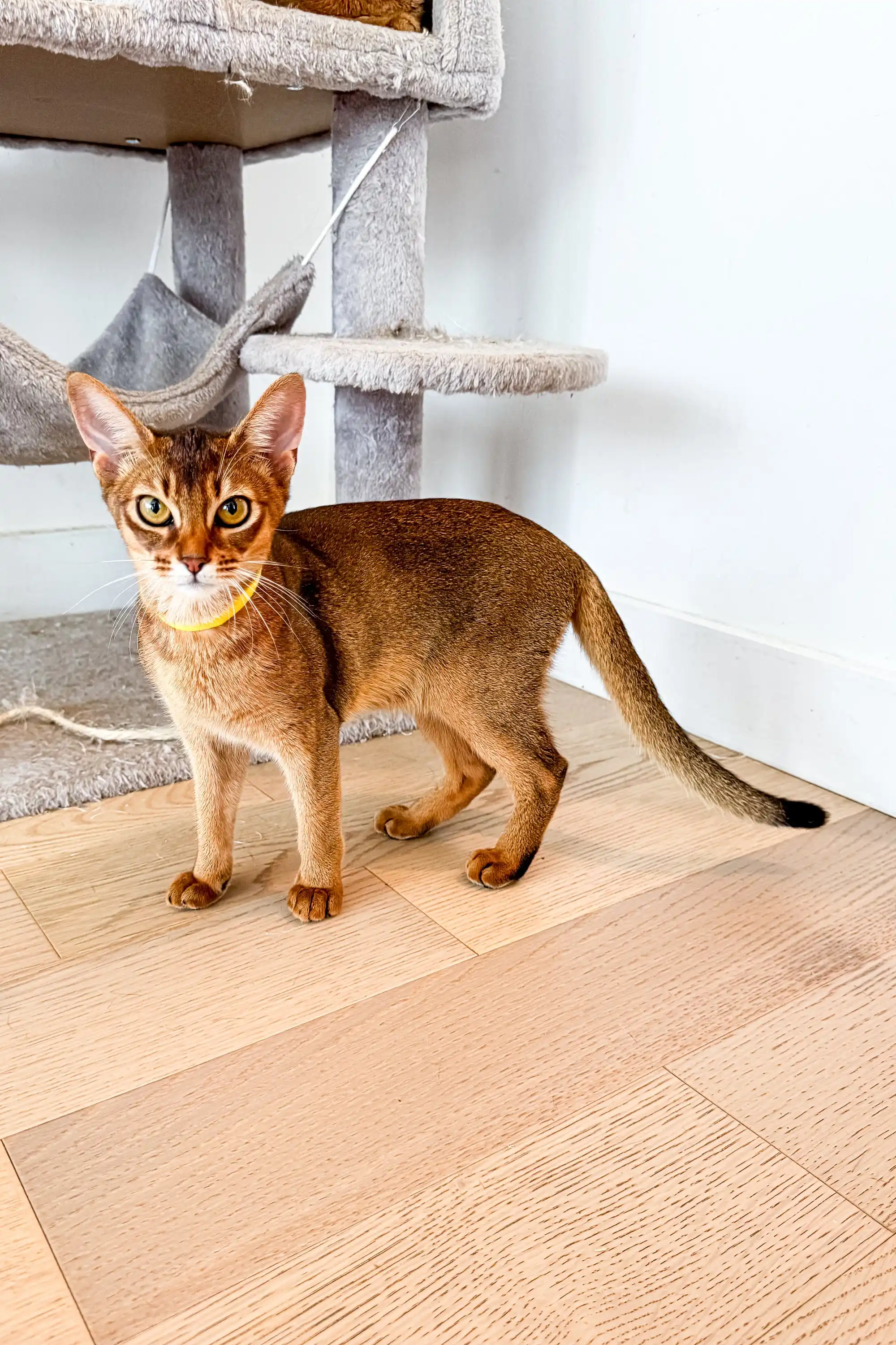 Yolk | Abyssinian Kitten - Image 5