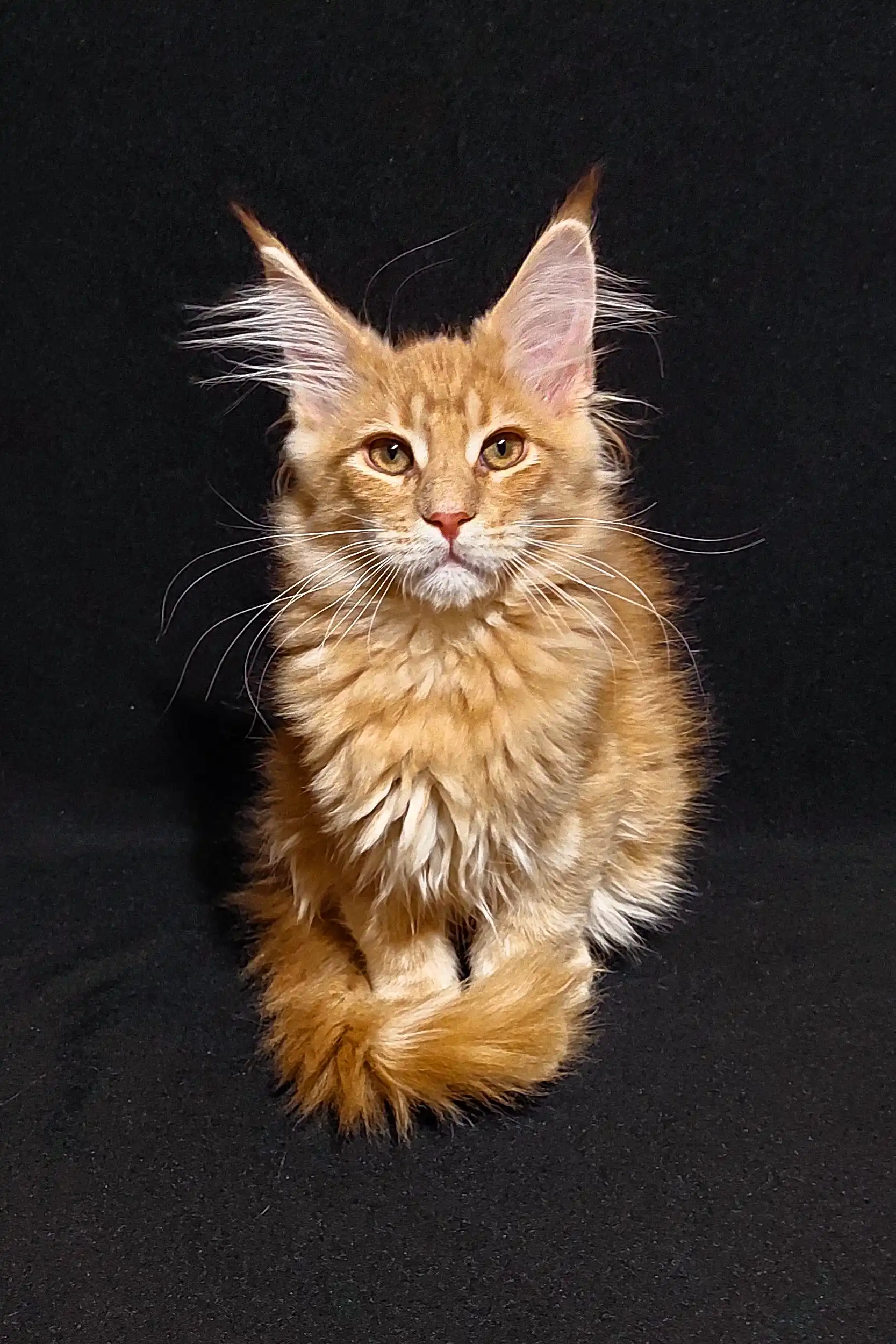 Yosef | Maine Coon Kitten - Image 12
