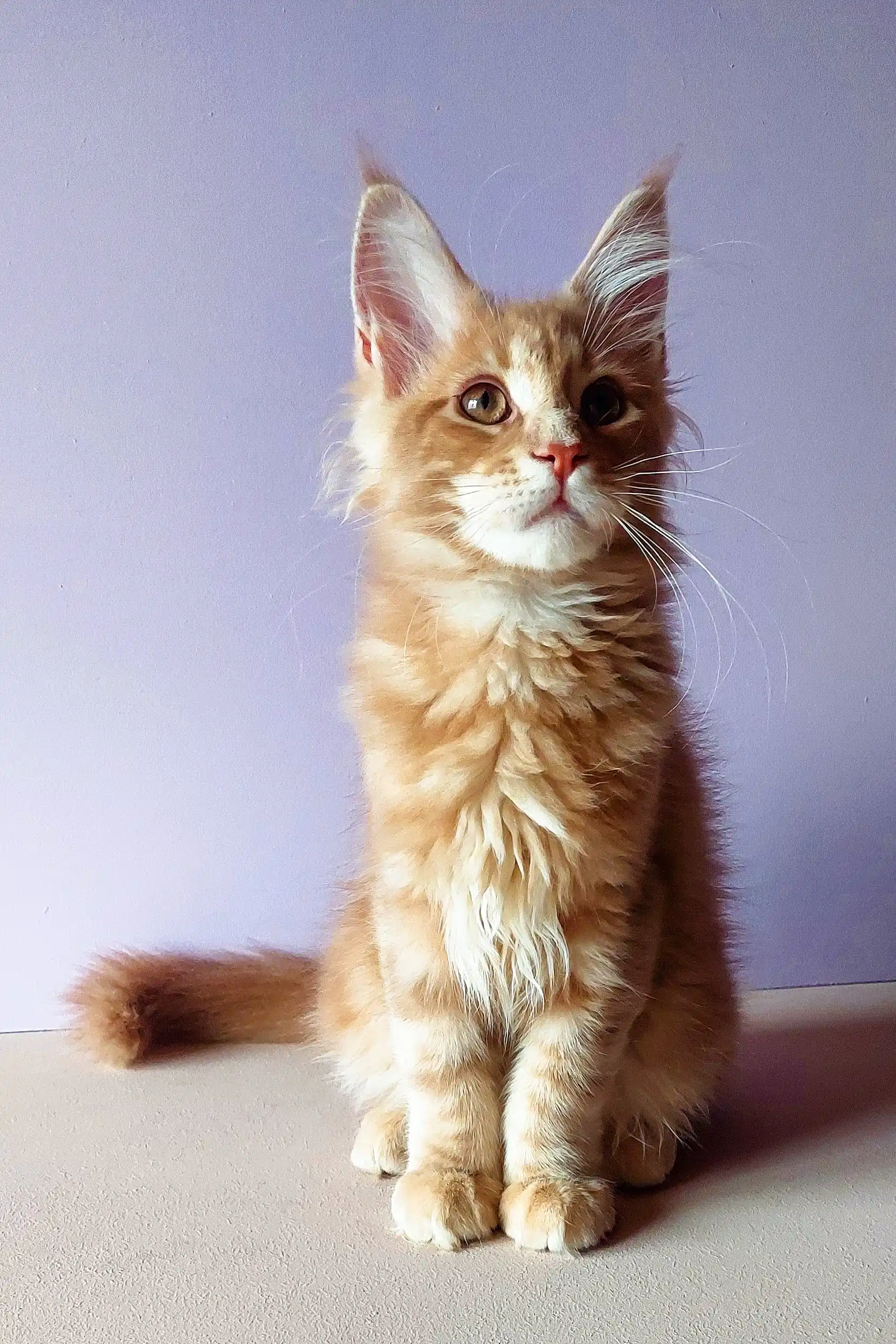 Yosef | Maine Coon Kitten - Image 21