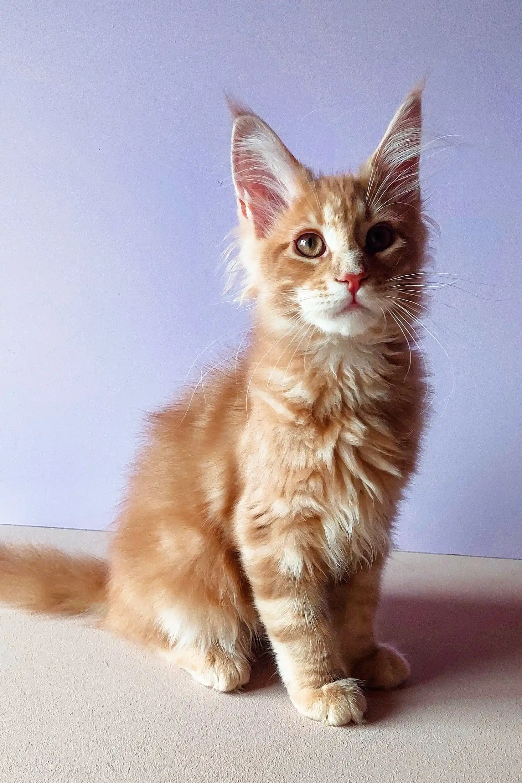 Yosef | Maine Coon Kitten - Image 22