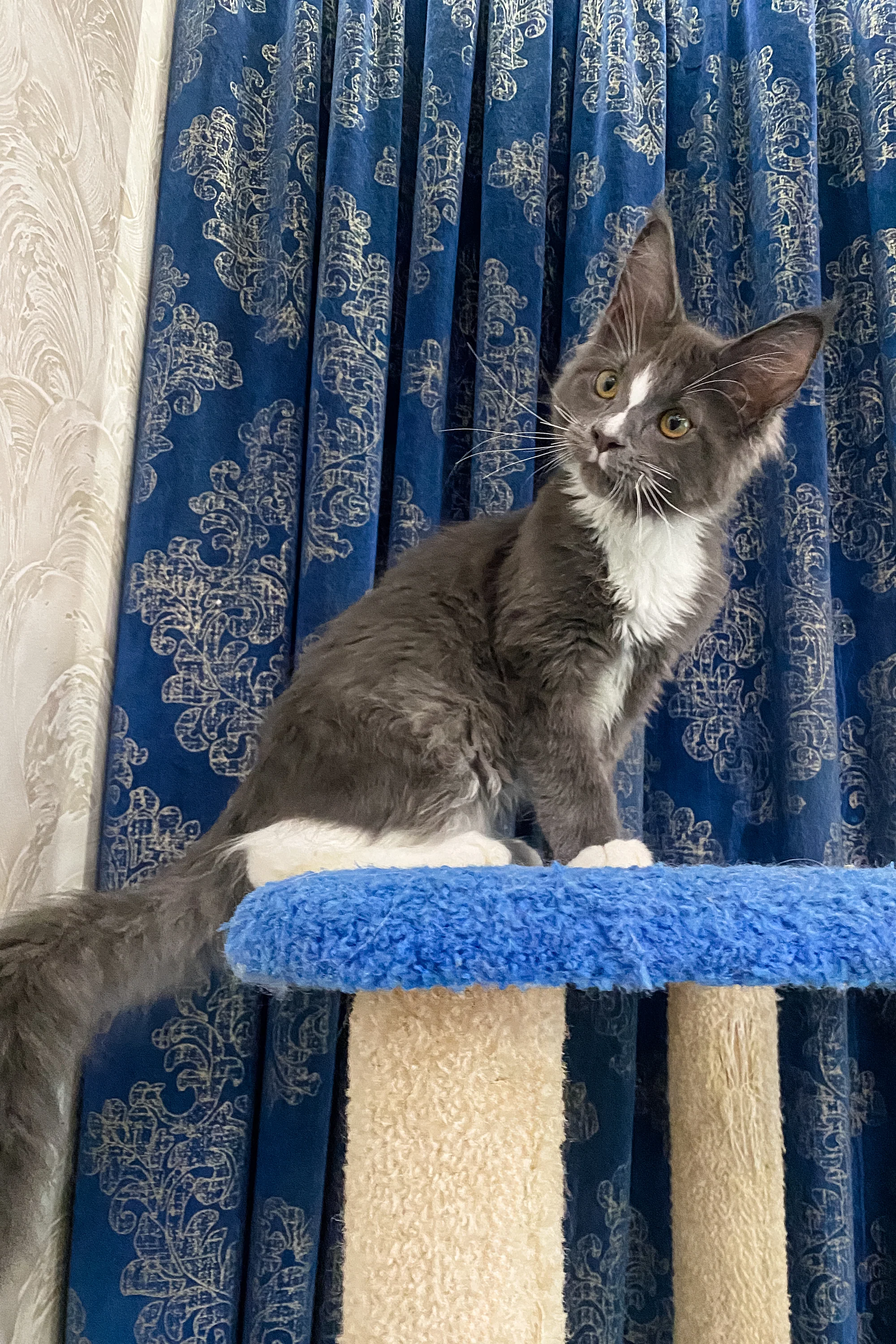 Yukon | Maine Coon Kitten - Image 11