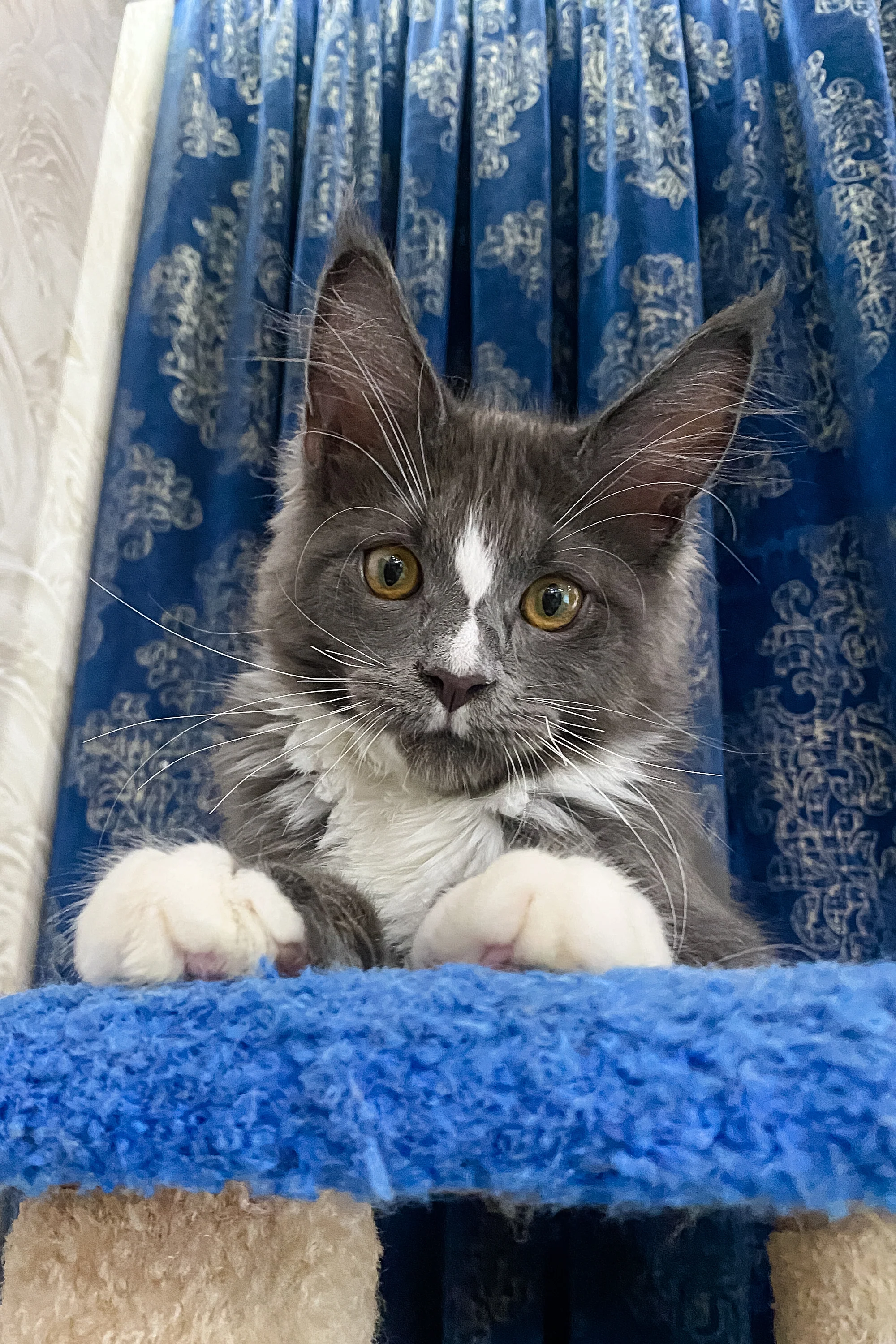 Yukon | Maine Coon Kitten - Image 12