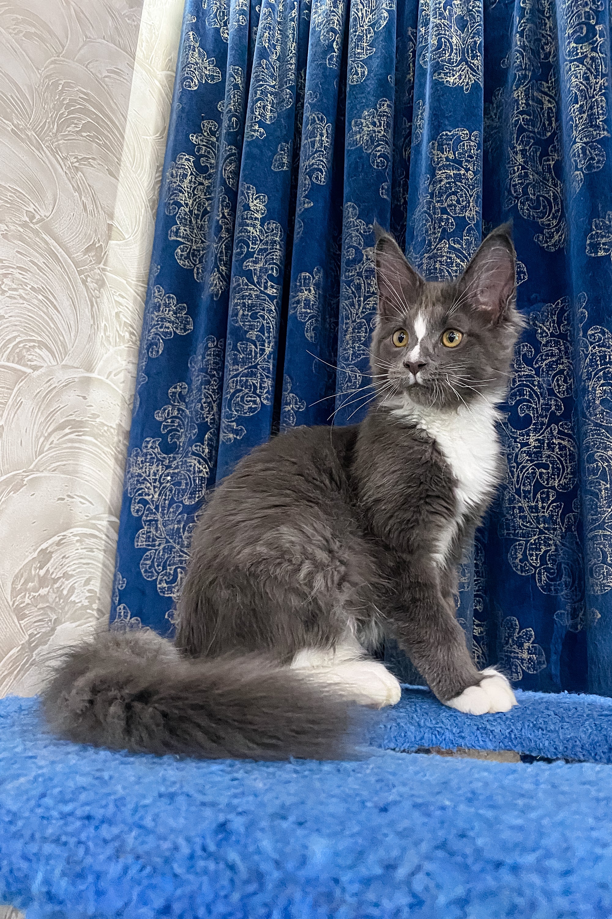 Yukon | Maine Coon Kitten - Image 4