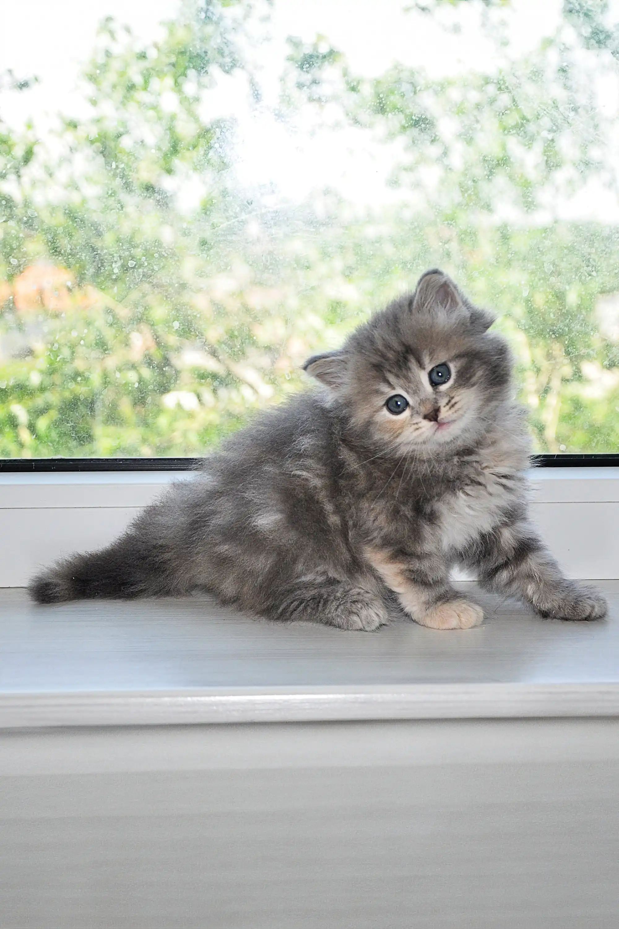 Yumi Dubravushka | Siberian Kitten - Image 3