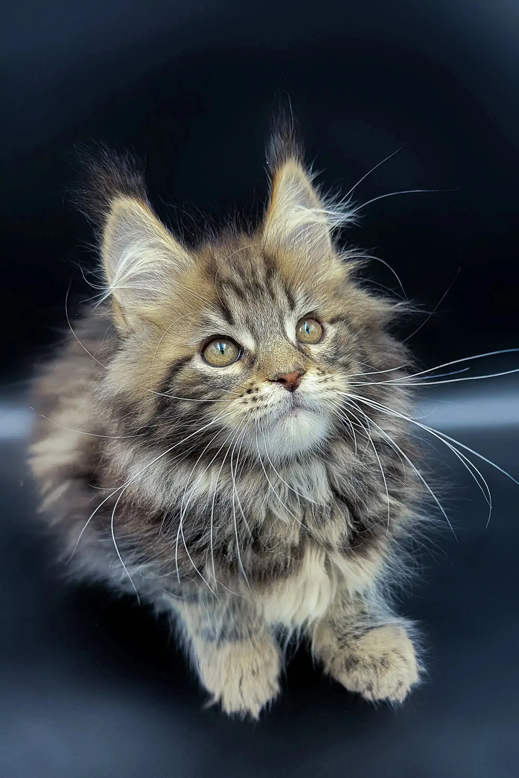 Yumi | Maine Coon Kitten - Image 5