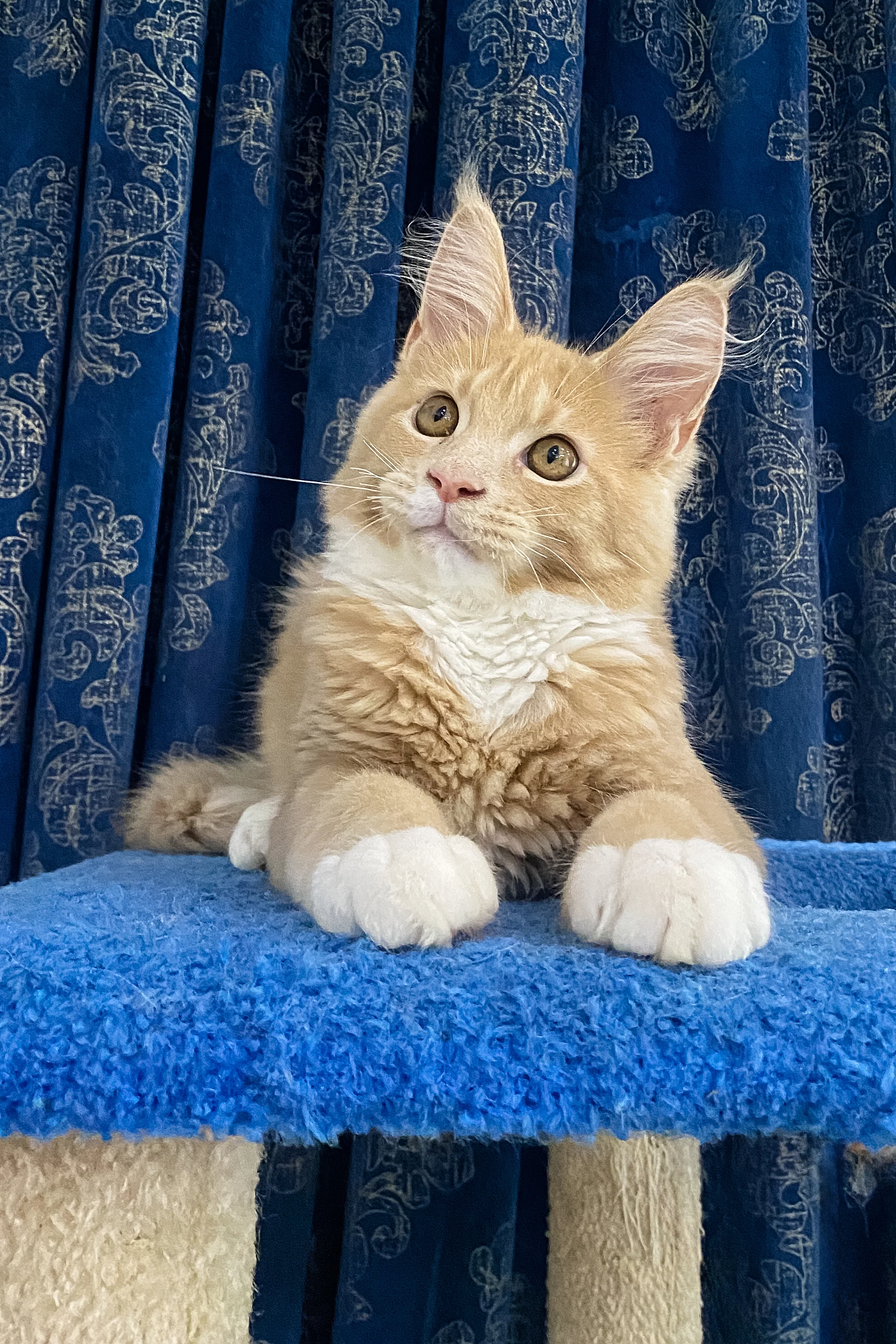 Yunis | Maine Coon Kitten - Image 9