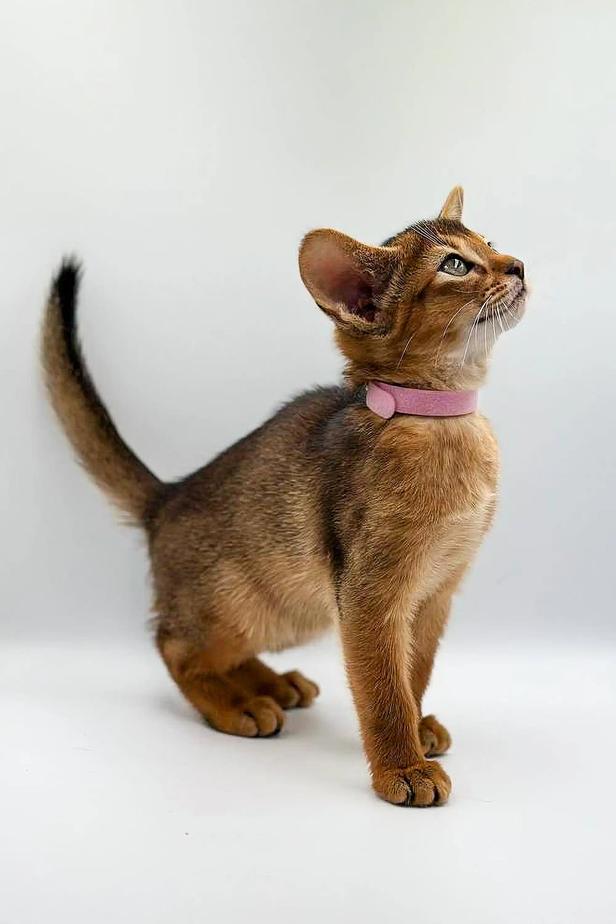 Yunona | Abyssinian Kitten - Image 3