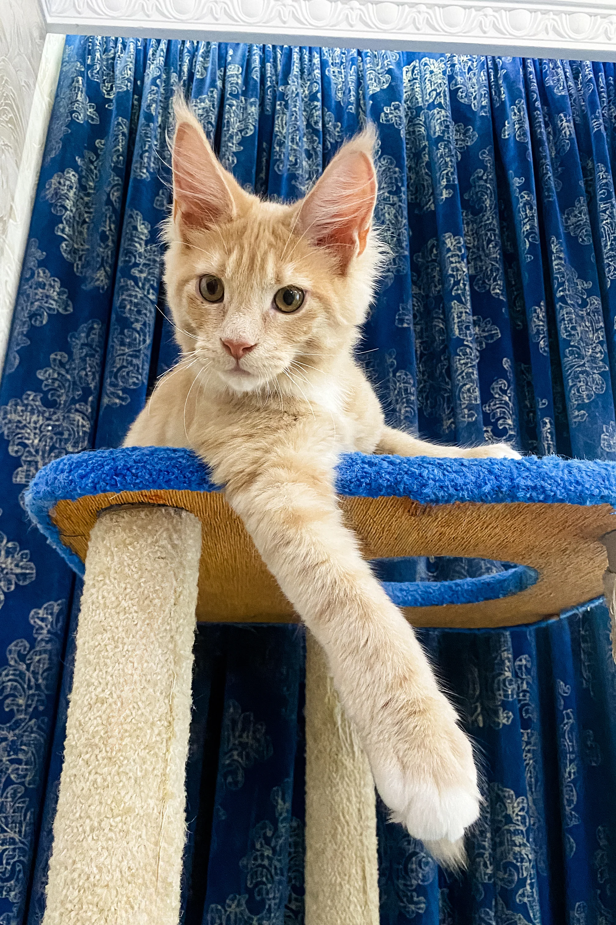 Yustas | Maine Coon Kitten - Image 7