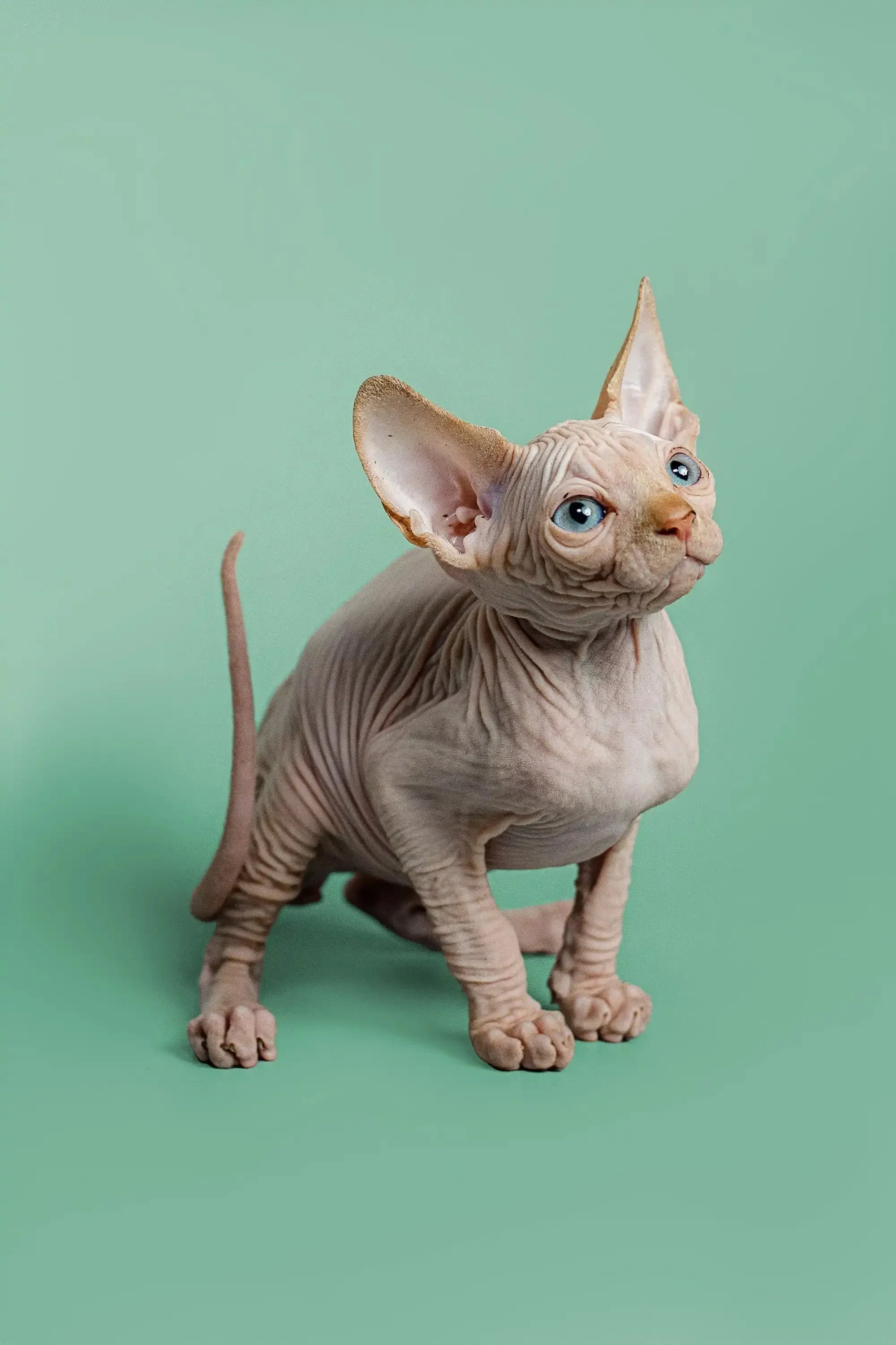 Zac | Sphynx Kitten - Image 14