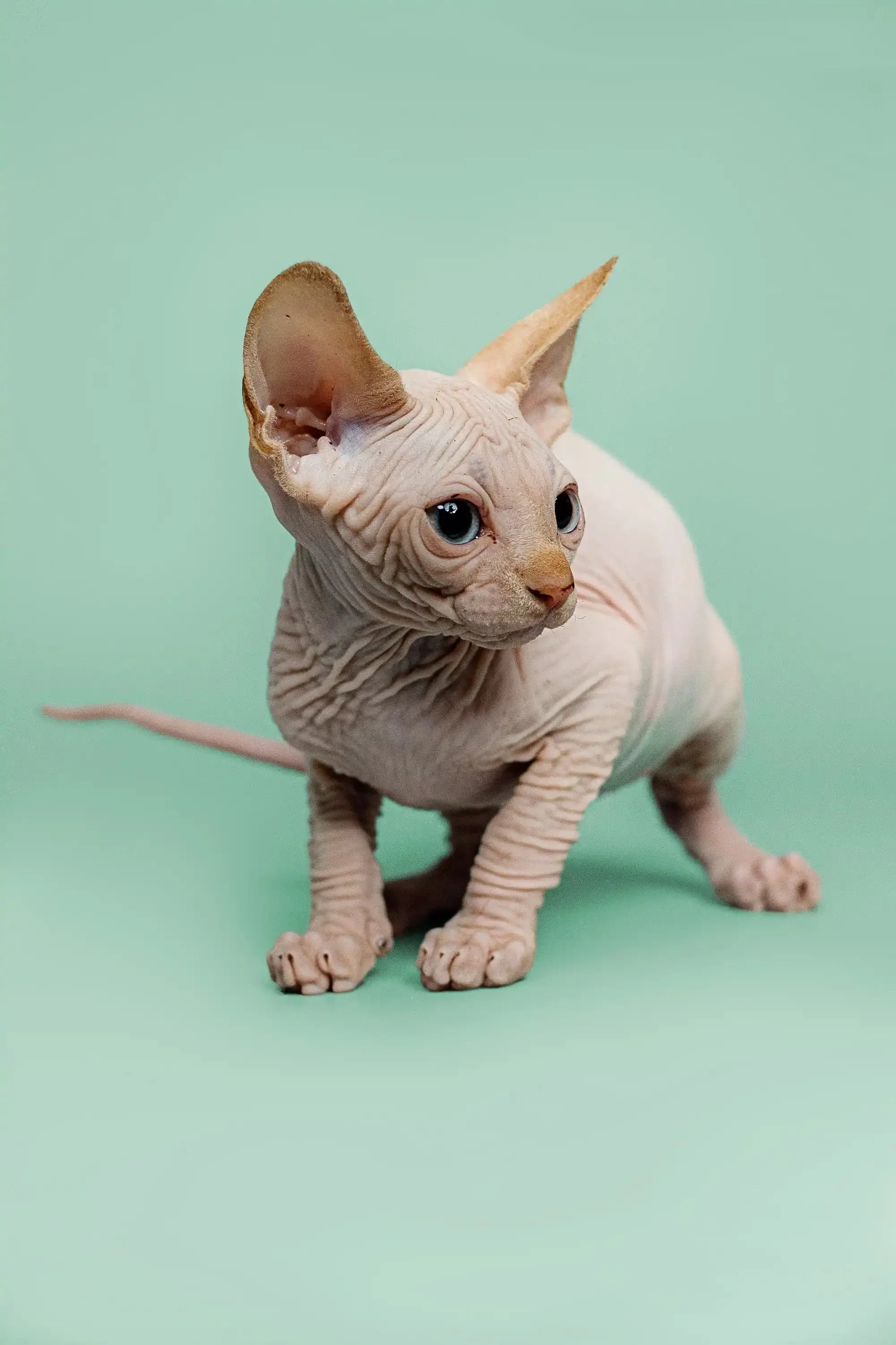 Zac | Sphynx Kitten - Image 5