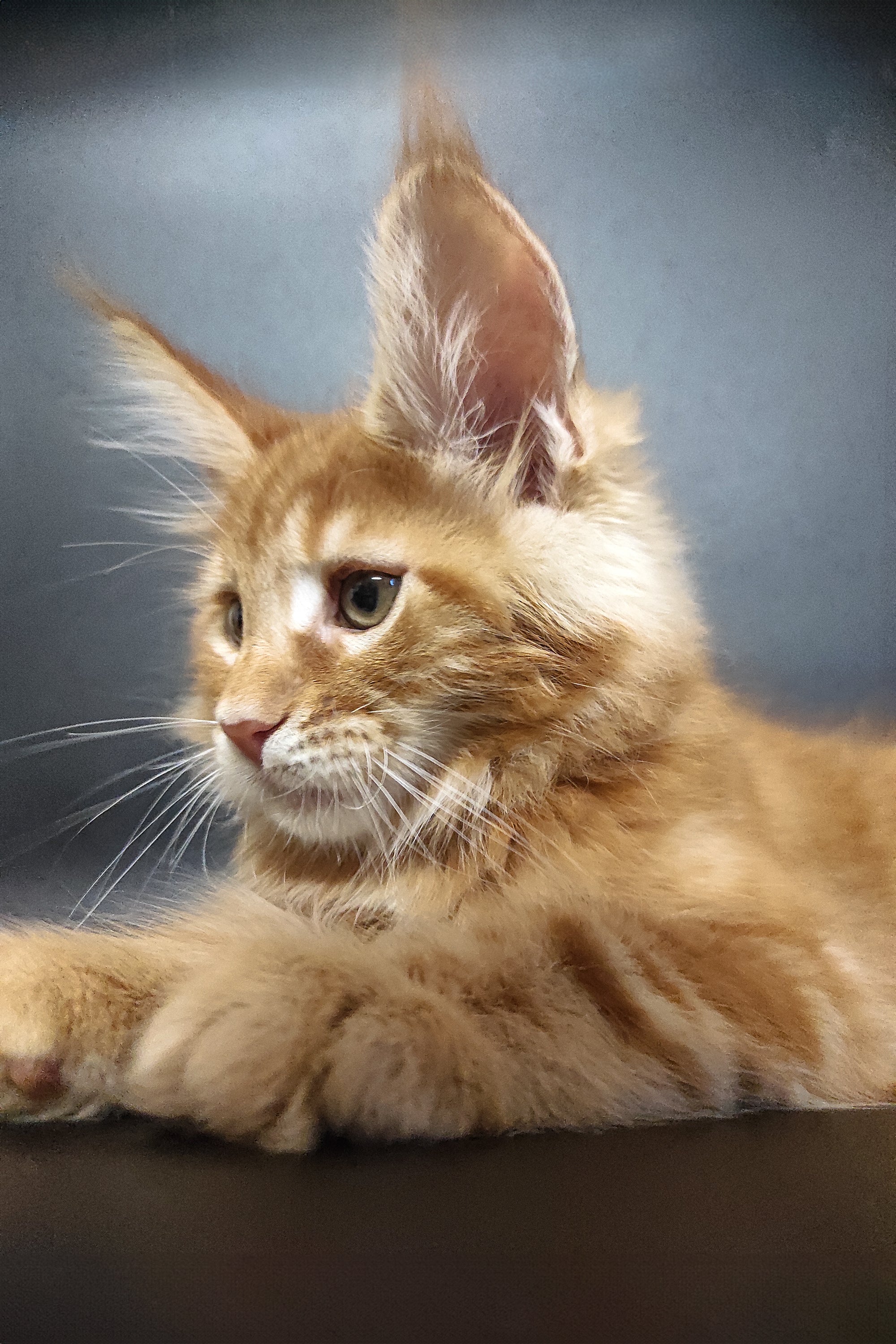 Zalan | Maine Coon Kitten - Image 18