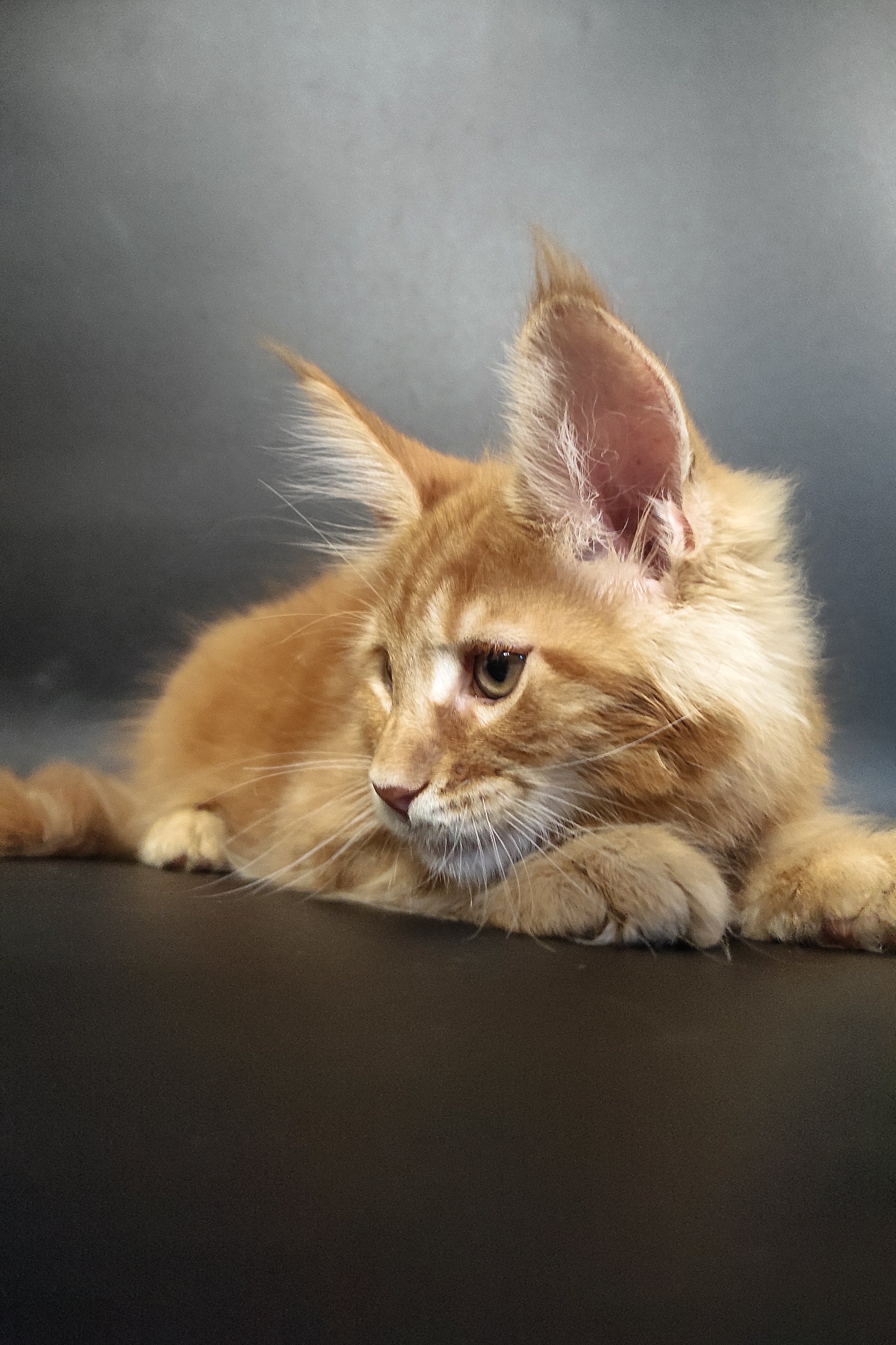 Zalan | Maine Coon Kitten - Image 9