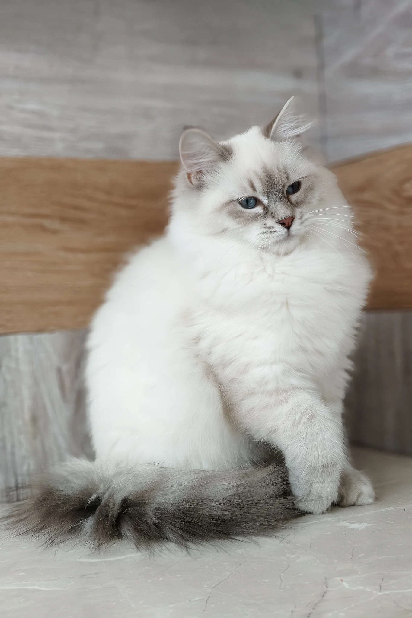 Zara | Siberian Kitten - Image 7