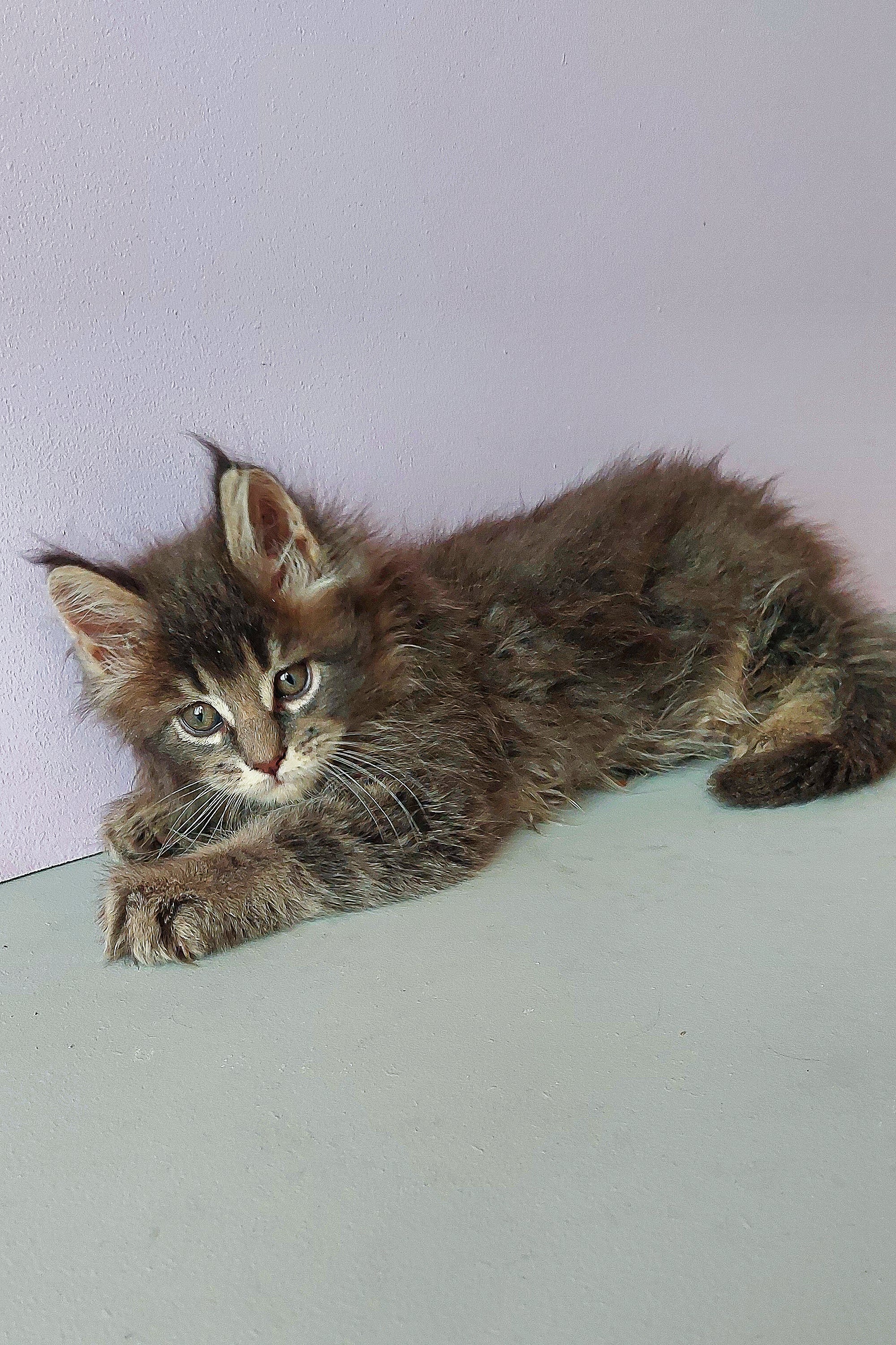 Zarina | Maine Coon Kitten - Image 6