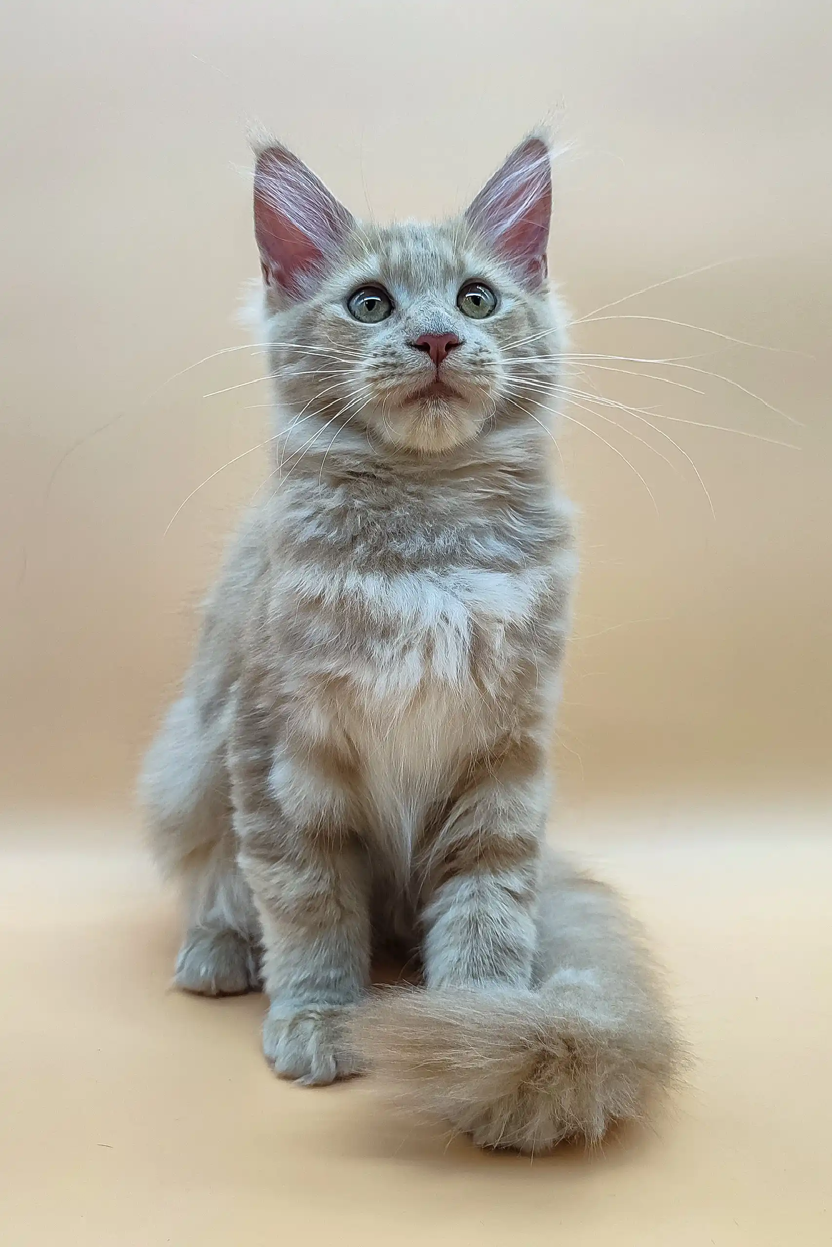 Zehra | Maine Coon Kitten - Image 3
