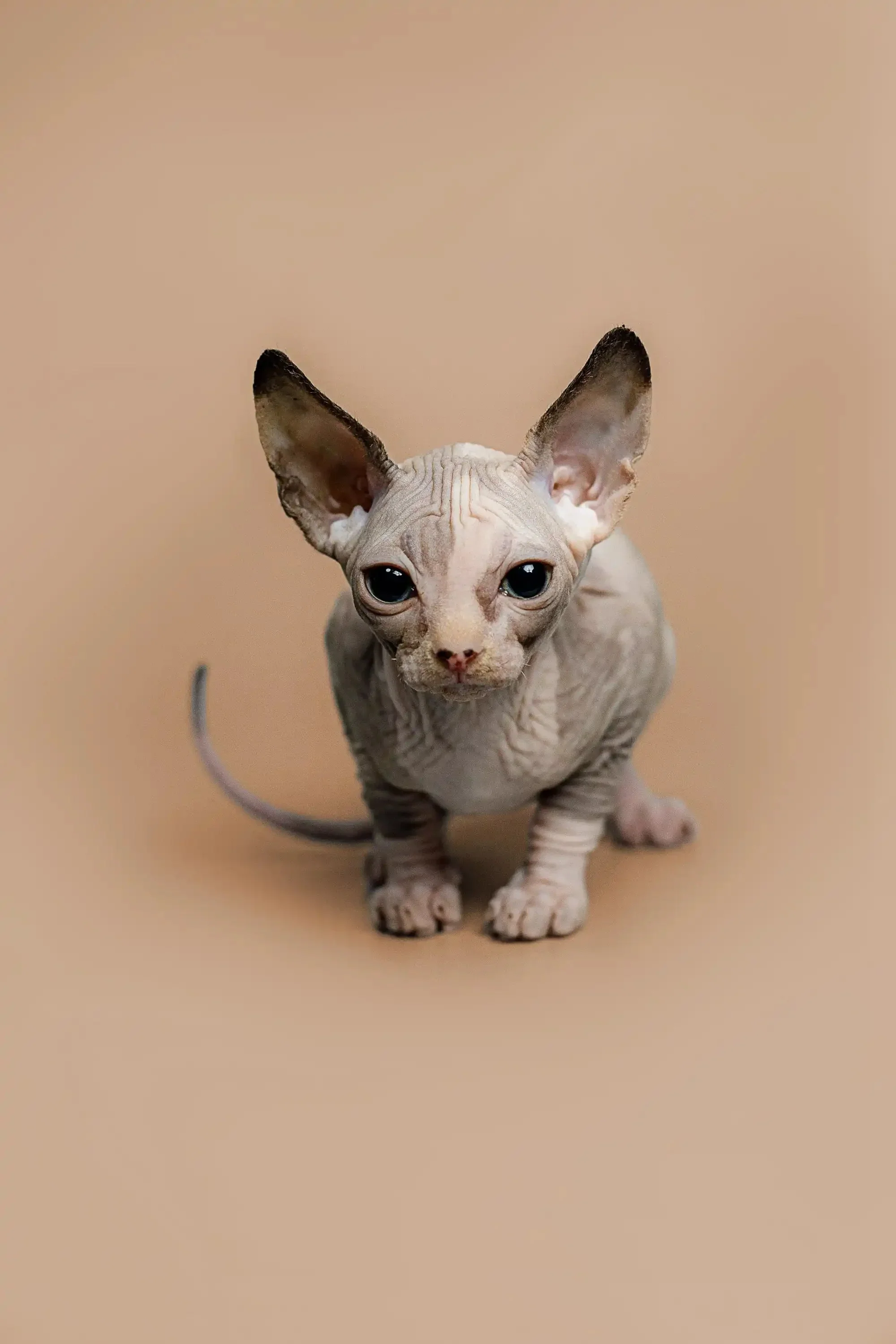Zella | Sphynx Kitten - Image 5