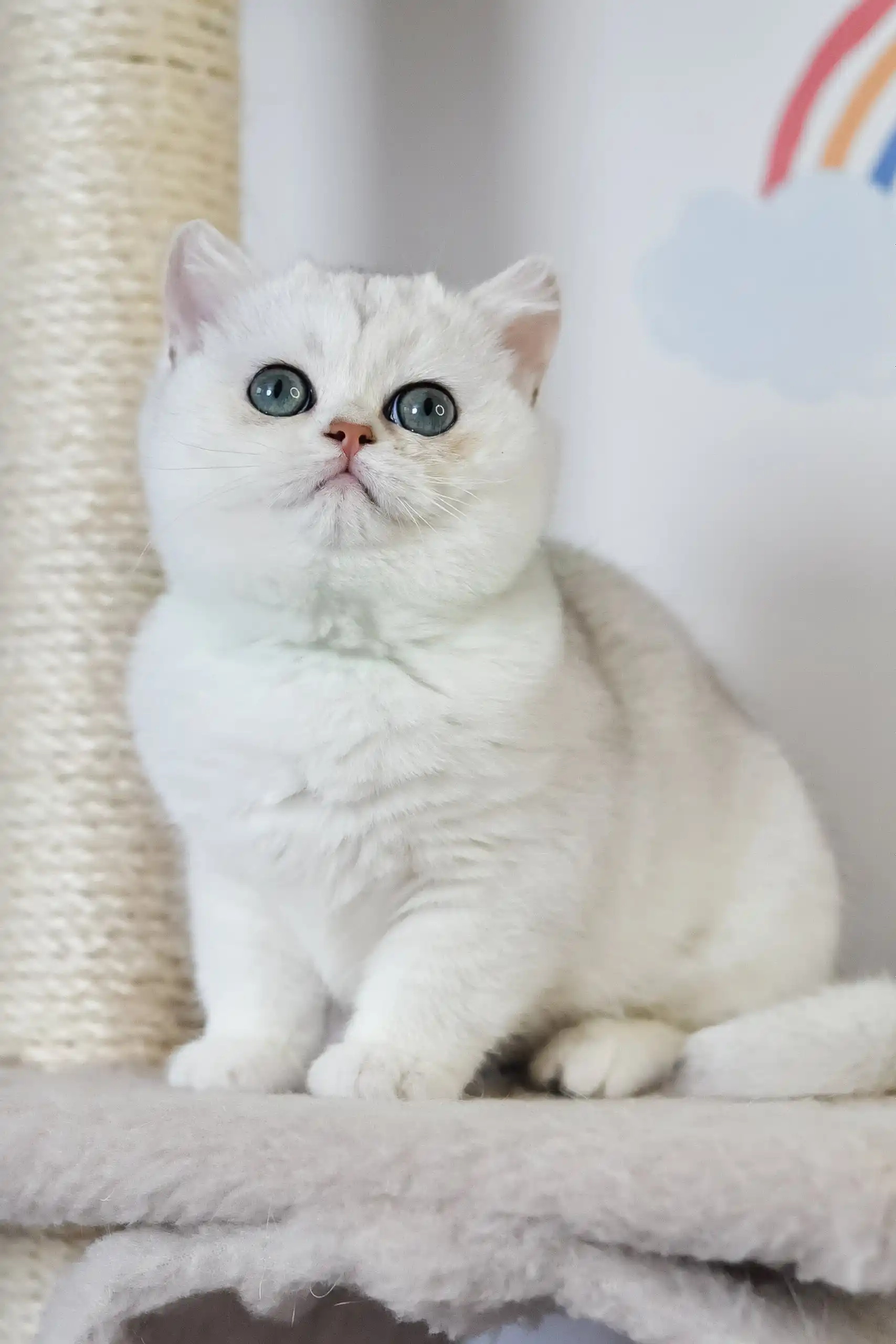 Zelya | British Shorthair Kitten - Image 2
