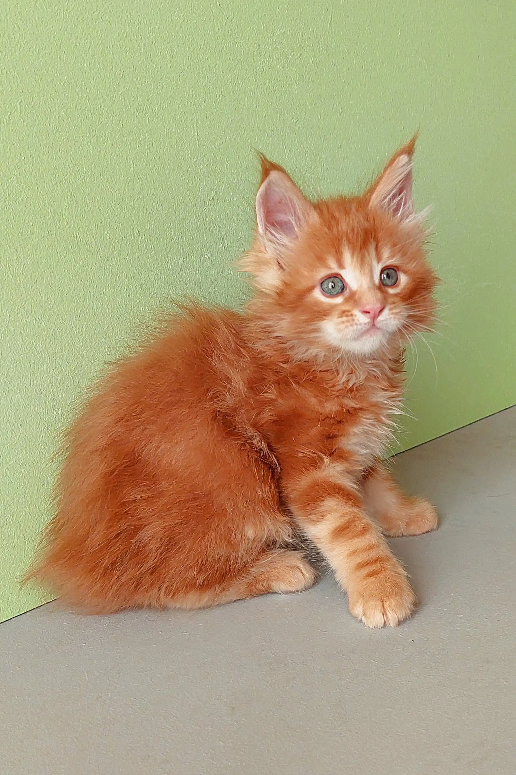 Zephir | Maine Coon Kitten - Image 10