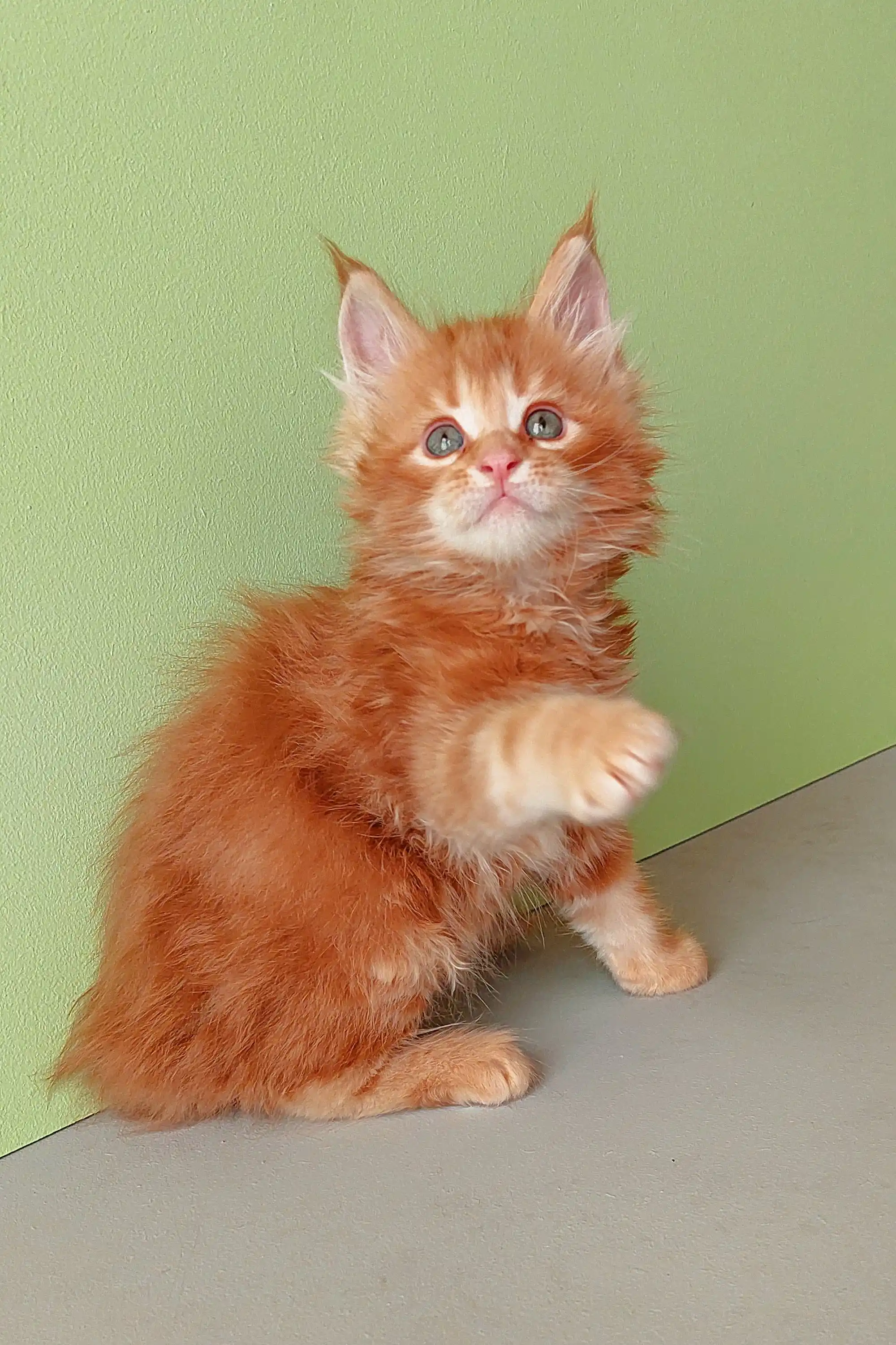 Zephir | Maine Coon Kitten - Image 11