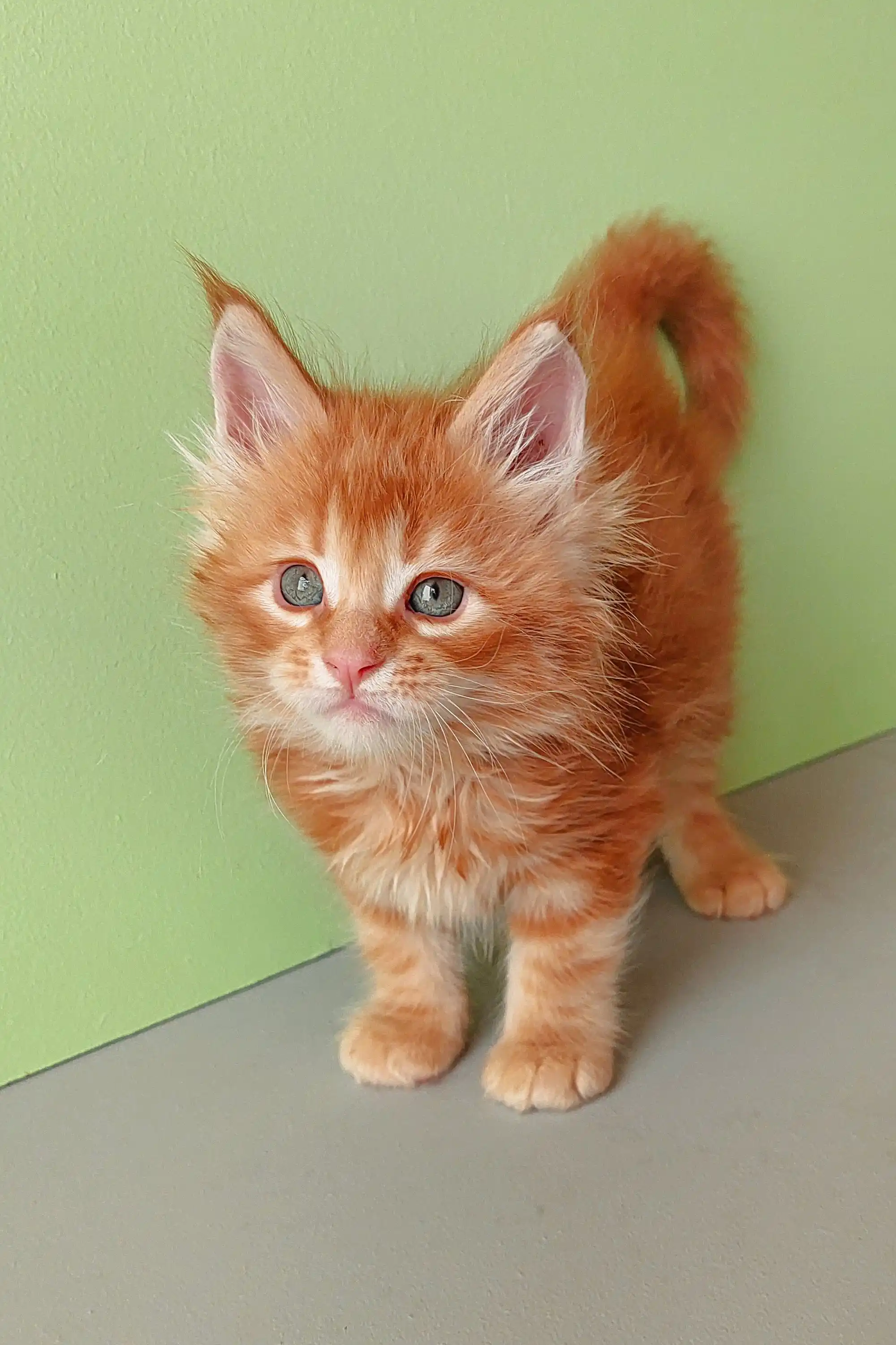 Zephir | Maine Coon Kitten - Image 7