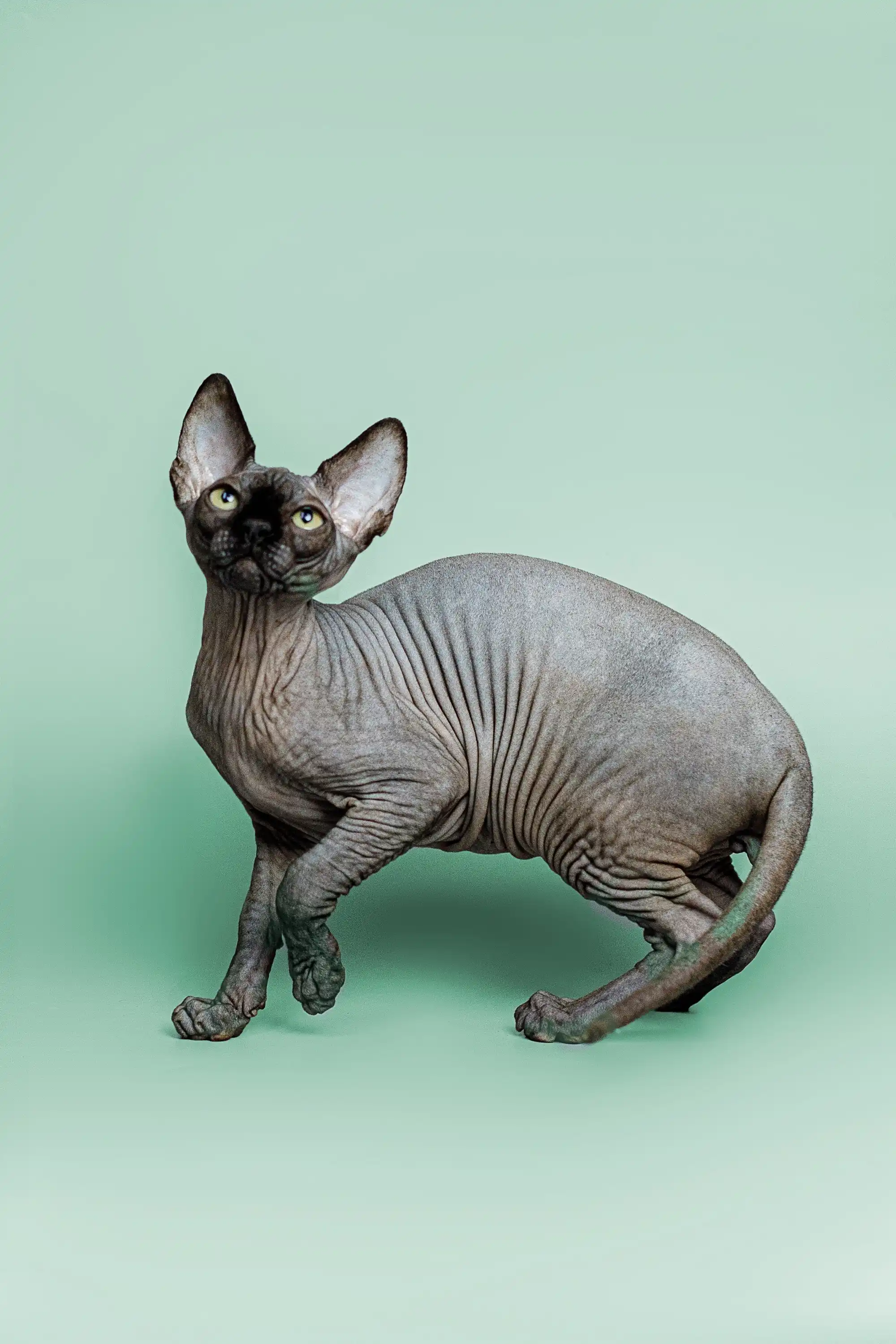 Zephyr | Sphynx Kitten - Image 13