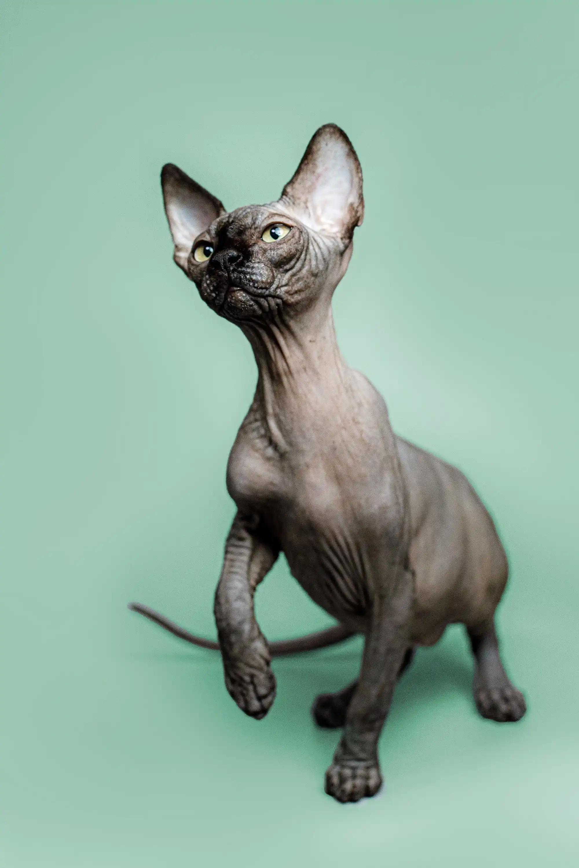 Zephyr | Sphynx Kitten - Image 3