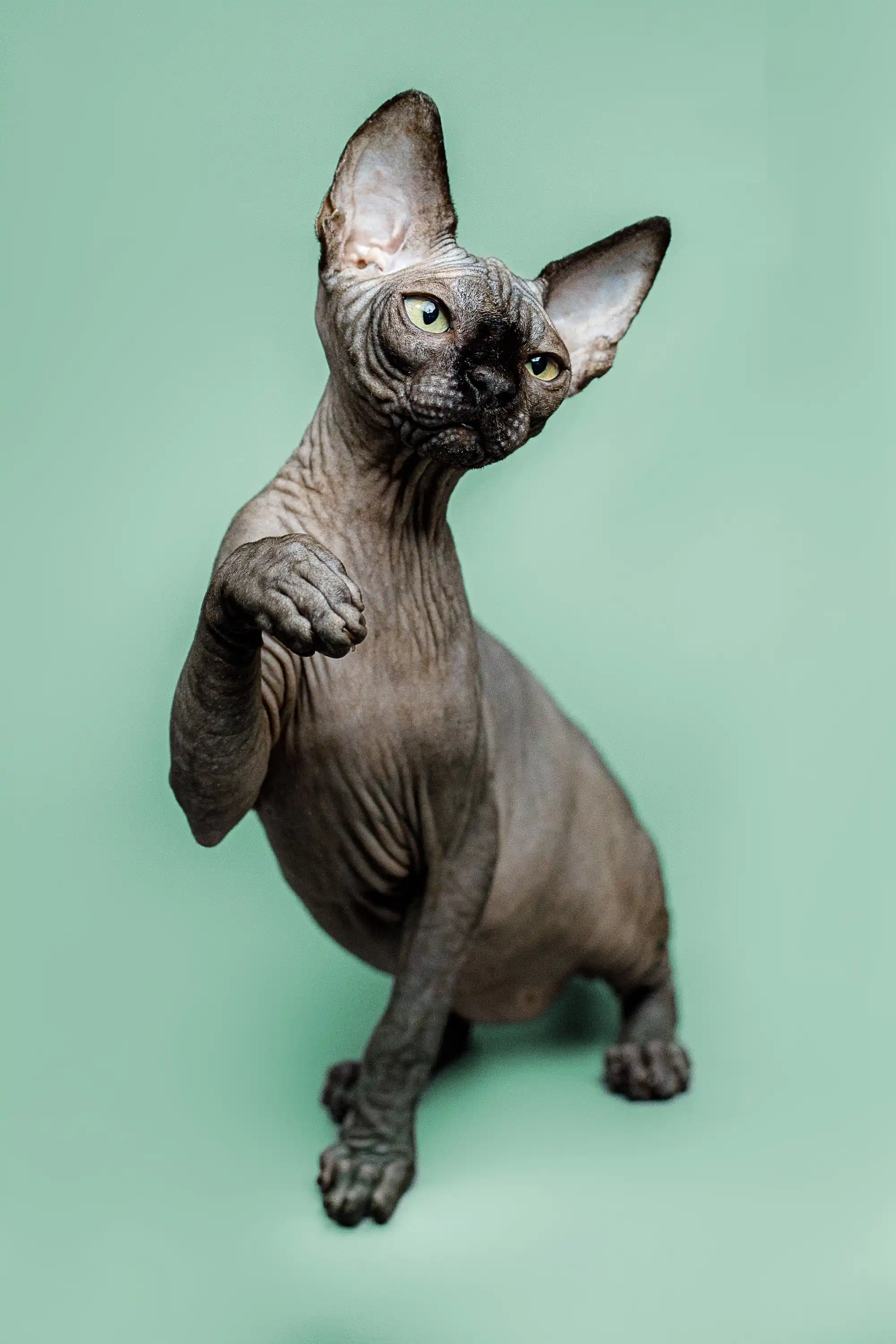 Zephyr | Sphynx Kitten - Image 5