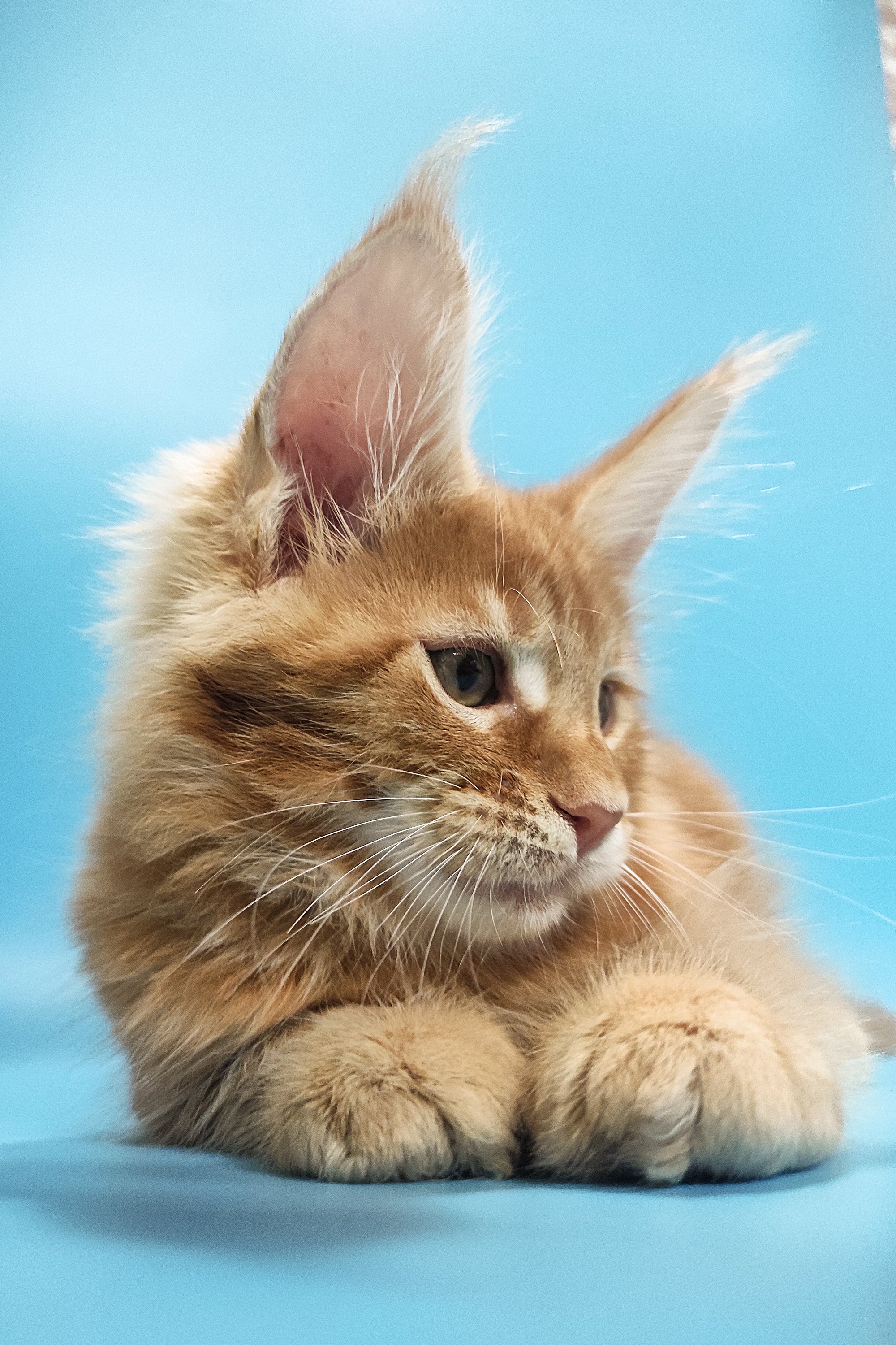 Zeus | Maine Coon Kitten - Image 8