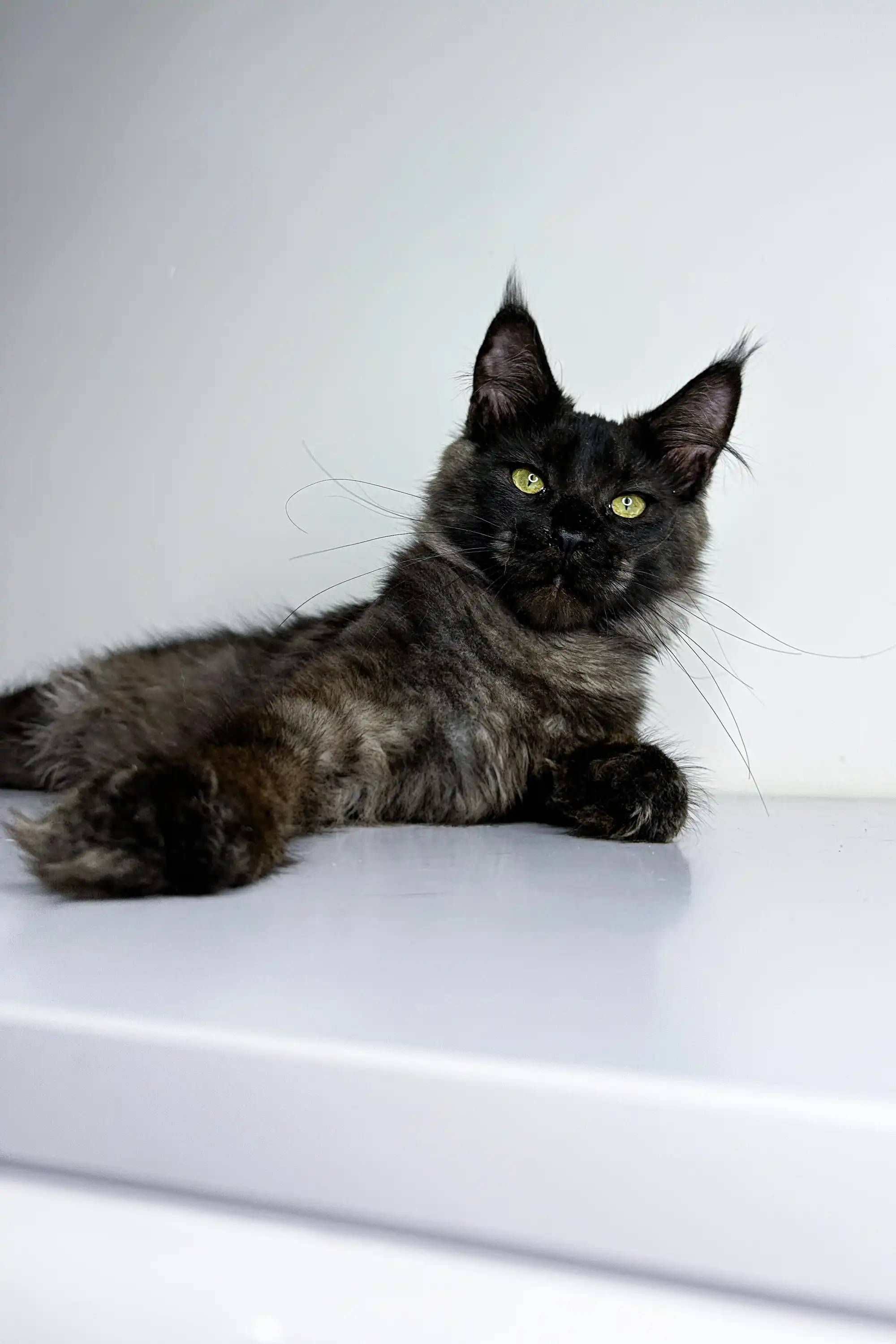 Zeus | Maine Coon Kitten - Image 10