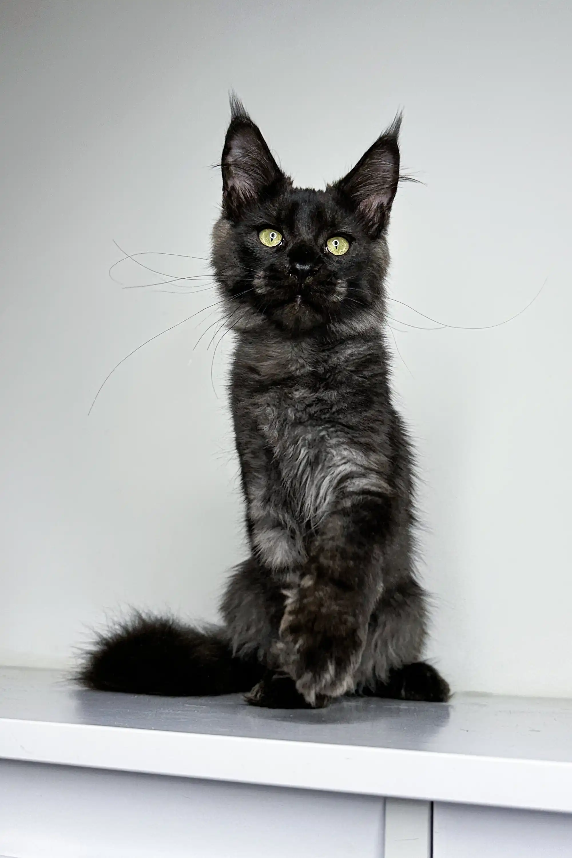 Zeus | Maine Coon Kitten - Image 12