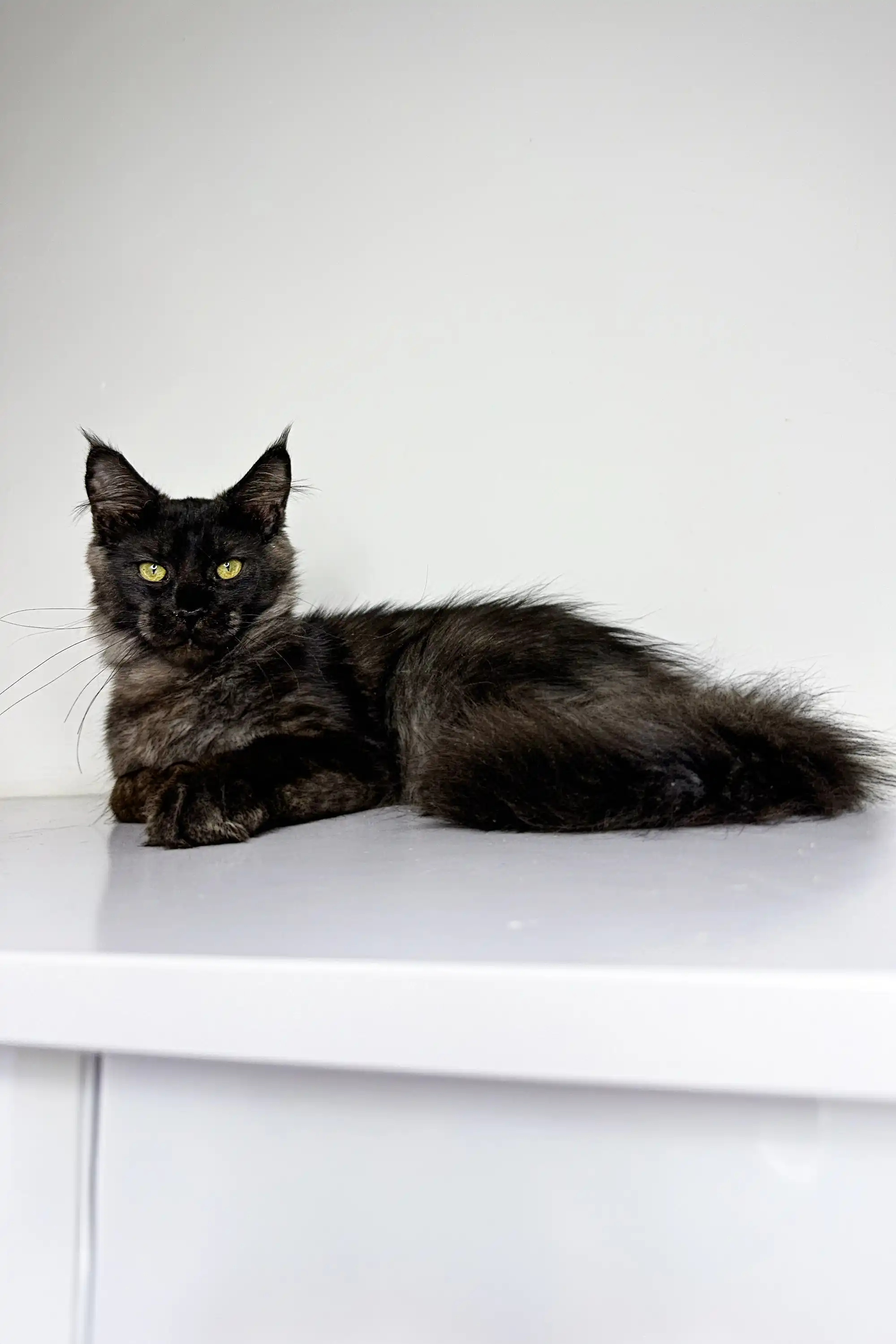 Zeus | Maine Coon Kitten - Image 5