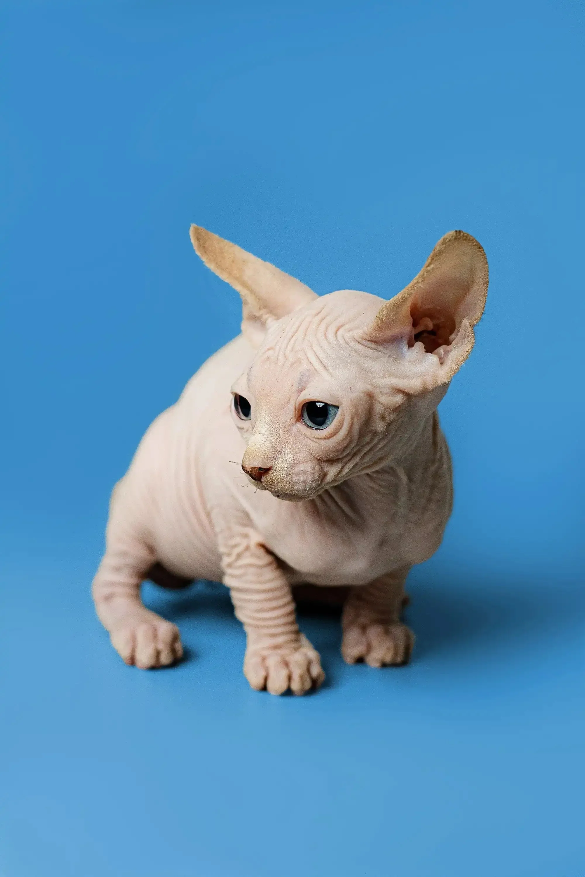 Zeus | Sphynx Kitten - Image 5