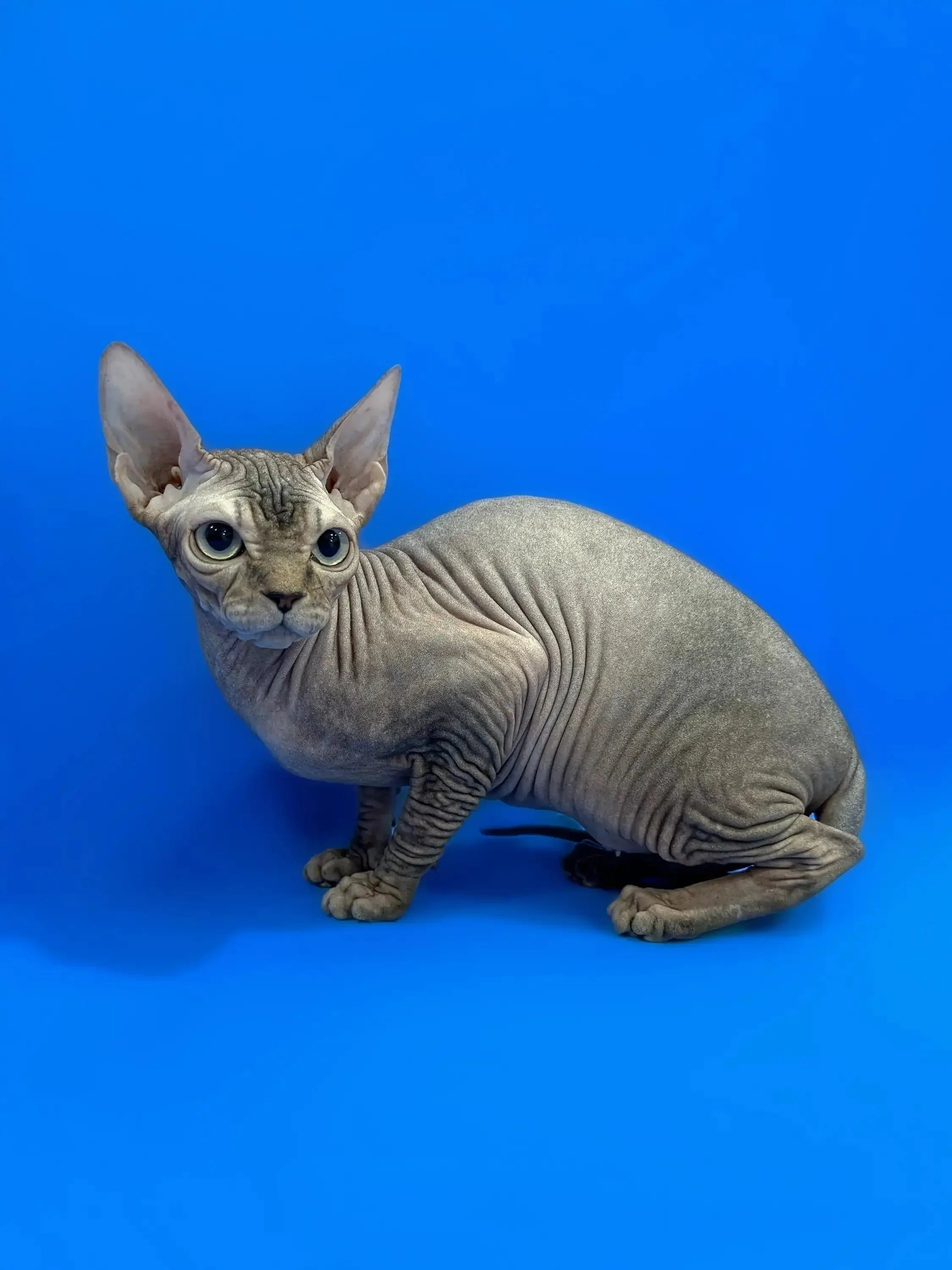 Zeuse | Sphynx Kitten - Image 8
