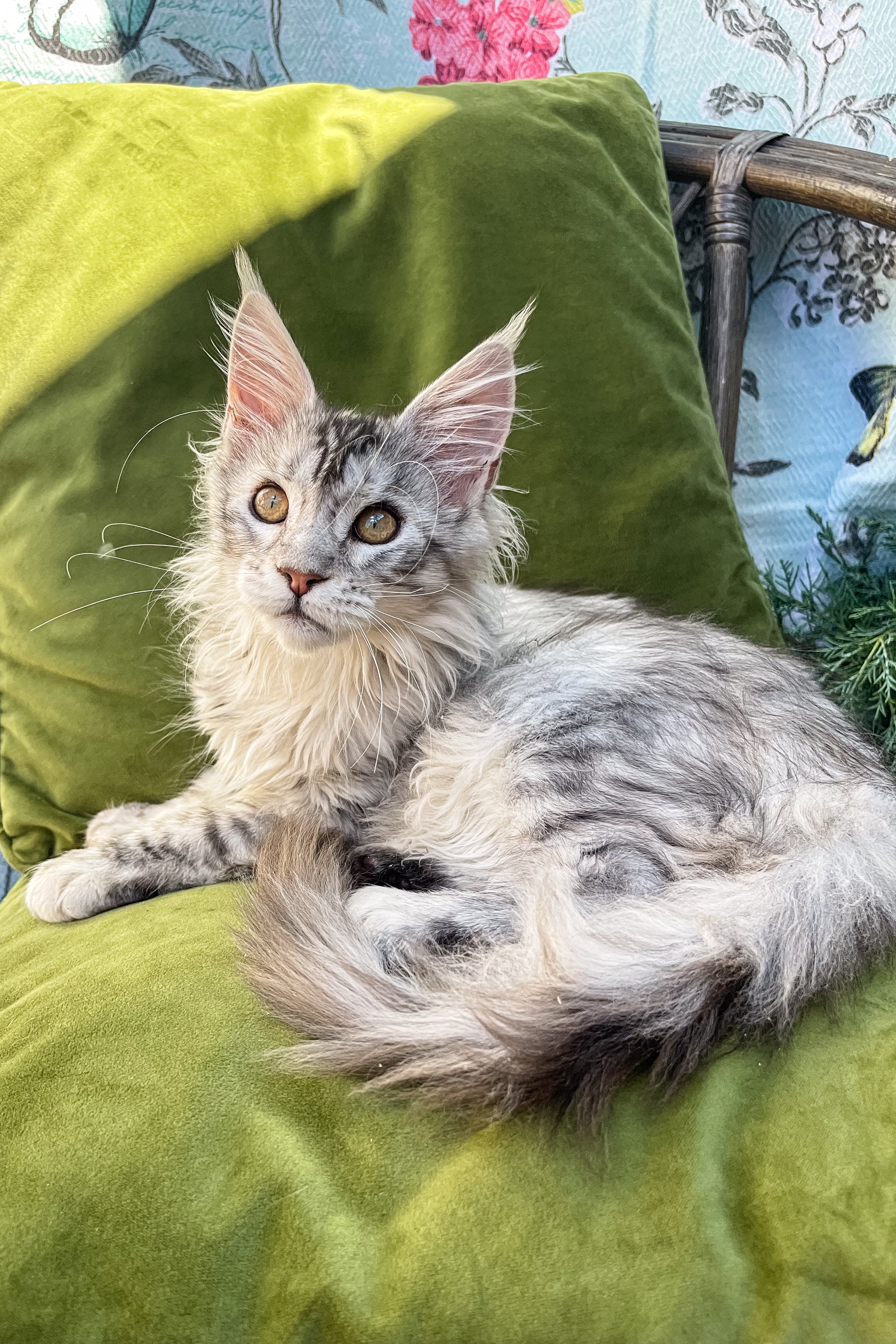 Zina | Maine Coon Kitten - Image 2