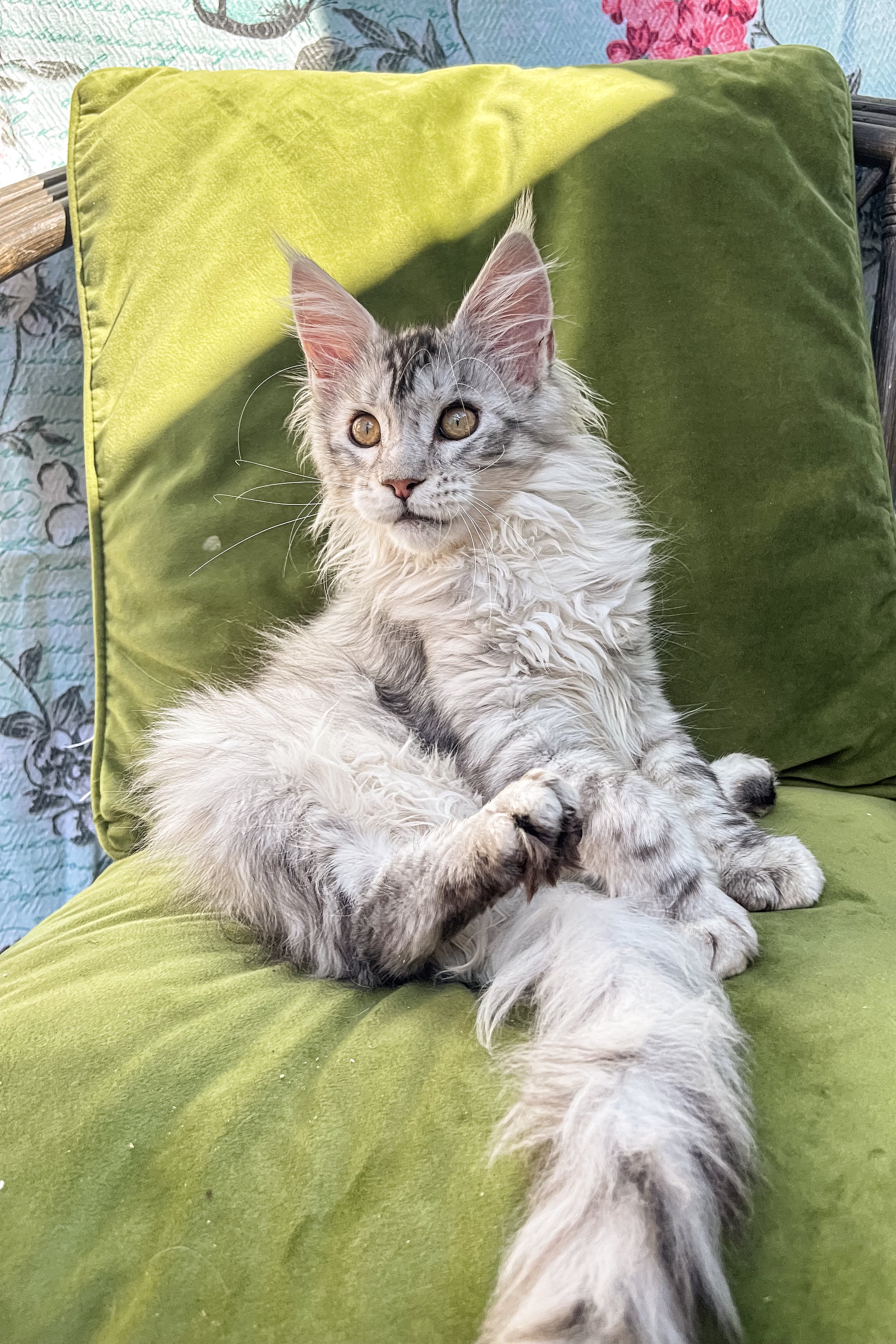 Zina | Maine Coon Kitten - Image 5