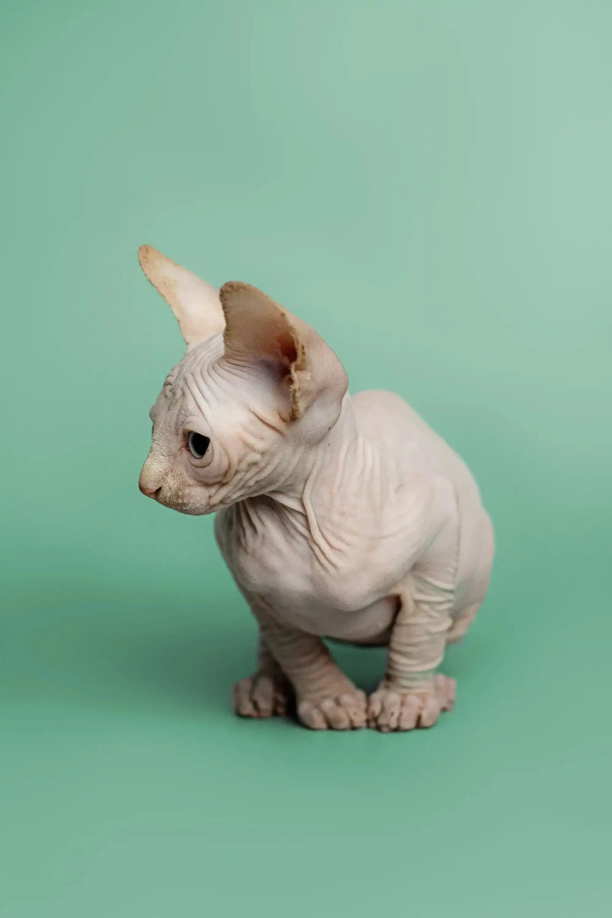 Zion | Sphynx Kitten - Image 7