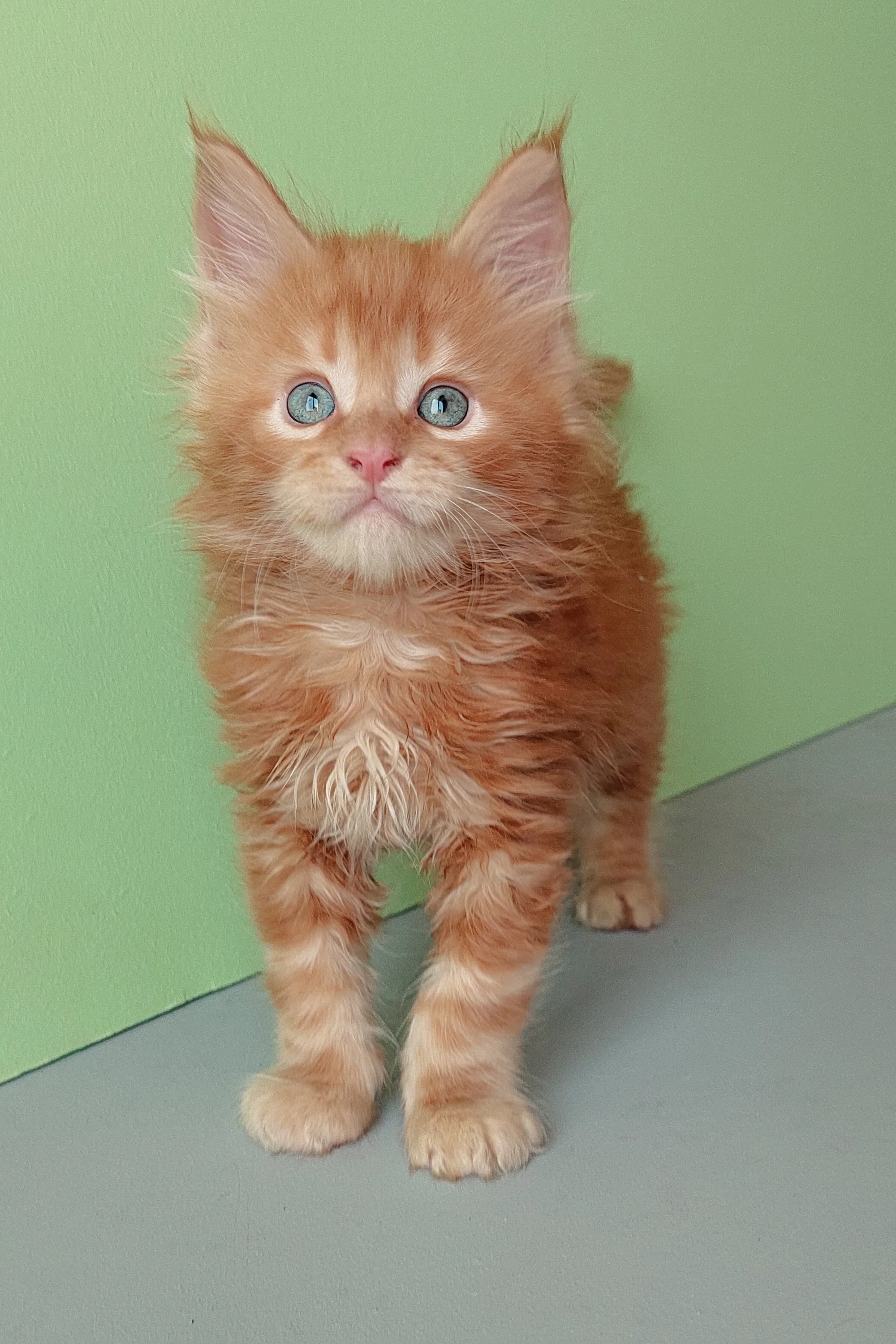Zlodi | Maine Coon Kitten - Image 3