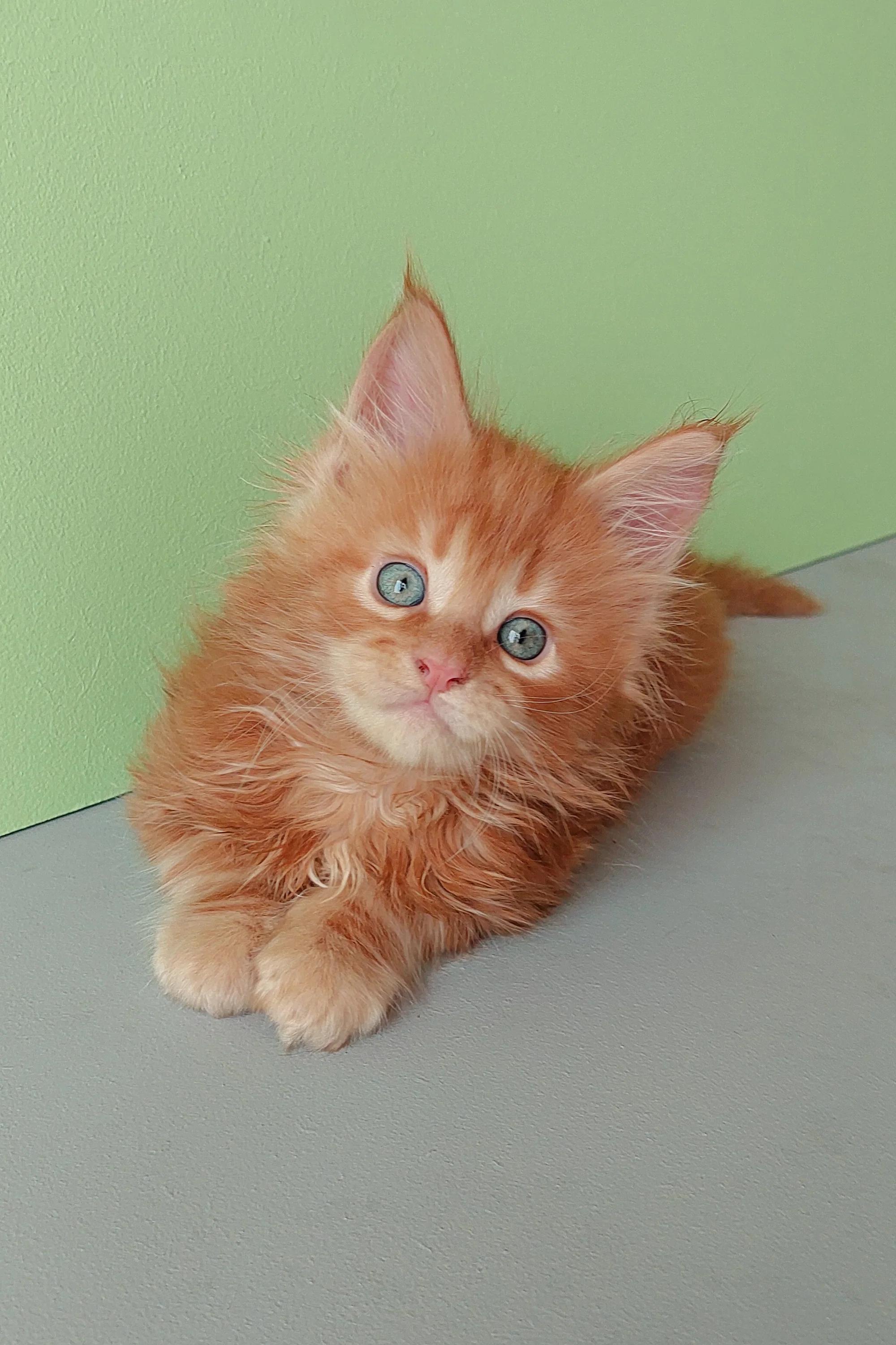 Zlodi | Maine Coon Kitten - Image 5