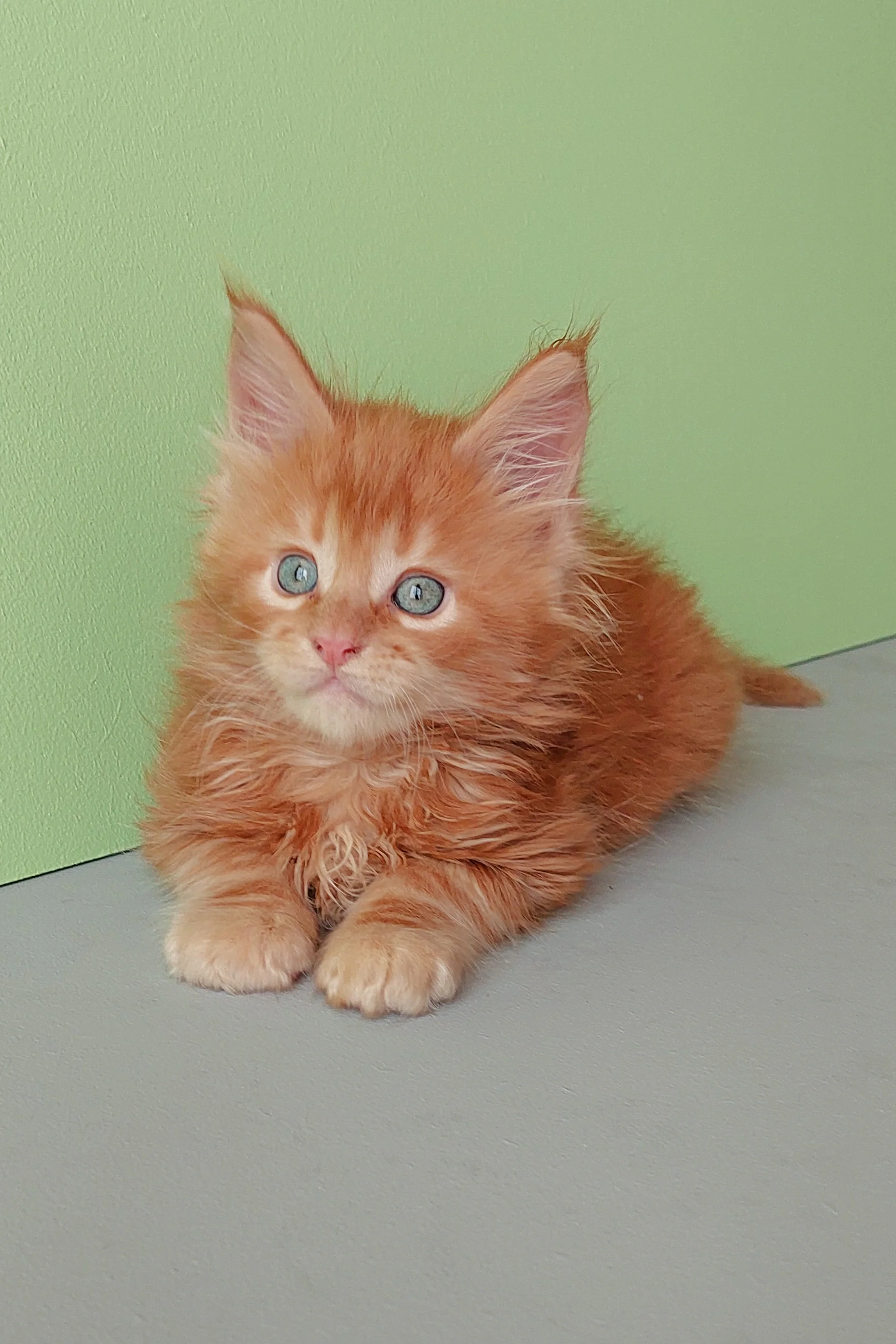 Zlodi | Maine Coon Kitten - Image 8