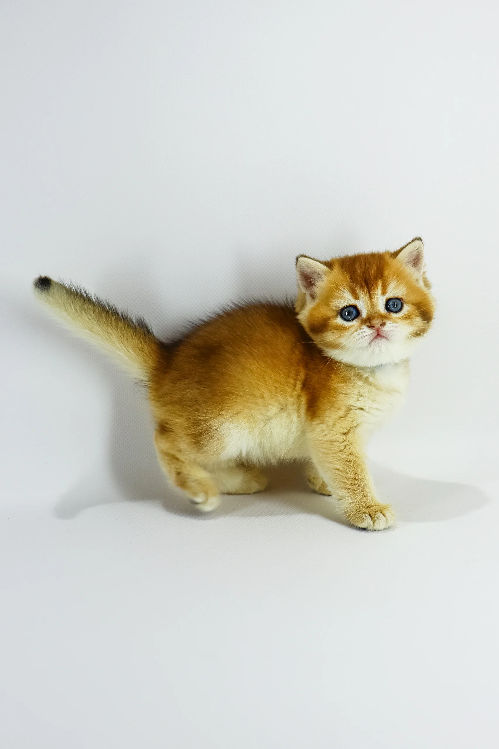 Zodiac | British Shorthair Kitten - Image 3