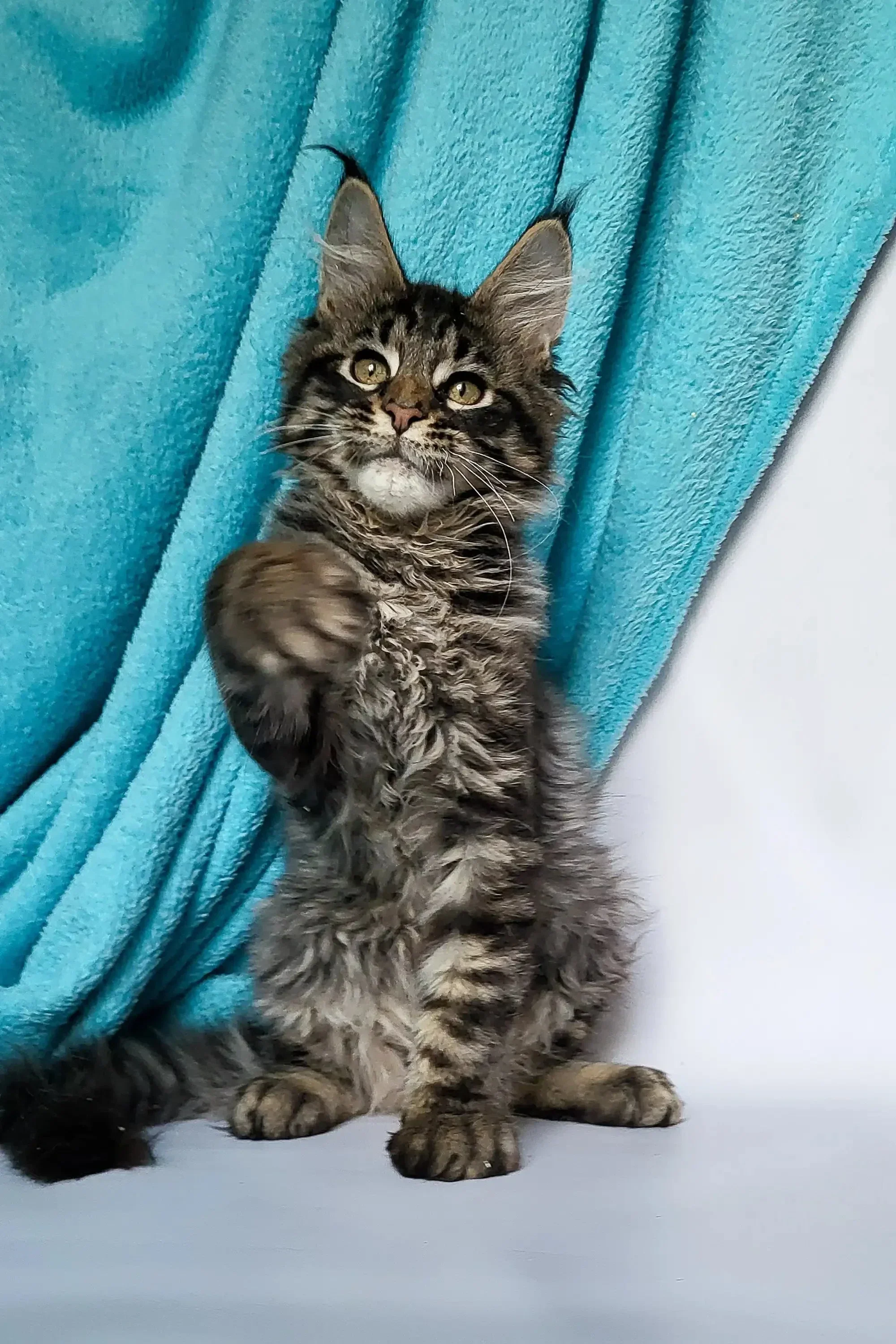 Zodiac | Maine Coon Kitten - Image 5