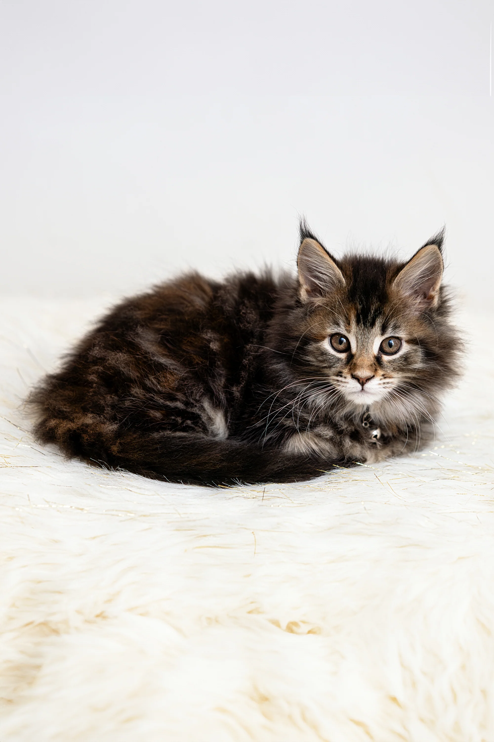 Zoey | Maine Coon Kitten - Image 3