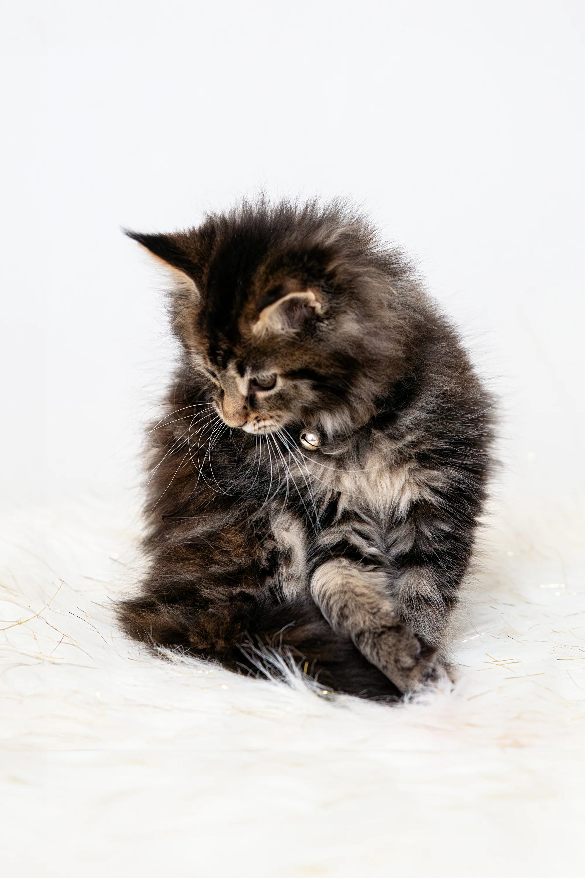 Zoey | Maine Coon Kitten - Image 6