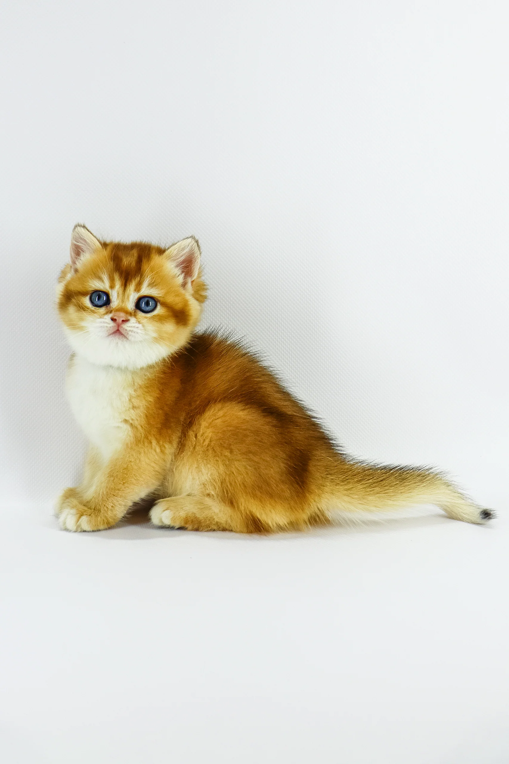 Zosia | British Shorthair Kitten - Image 5